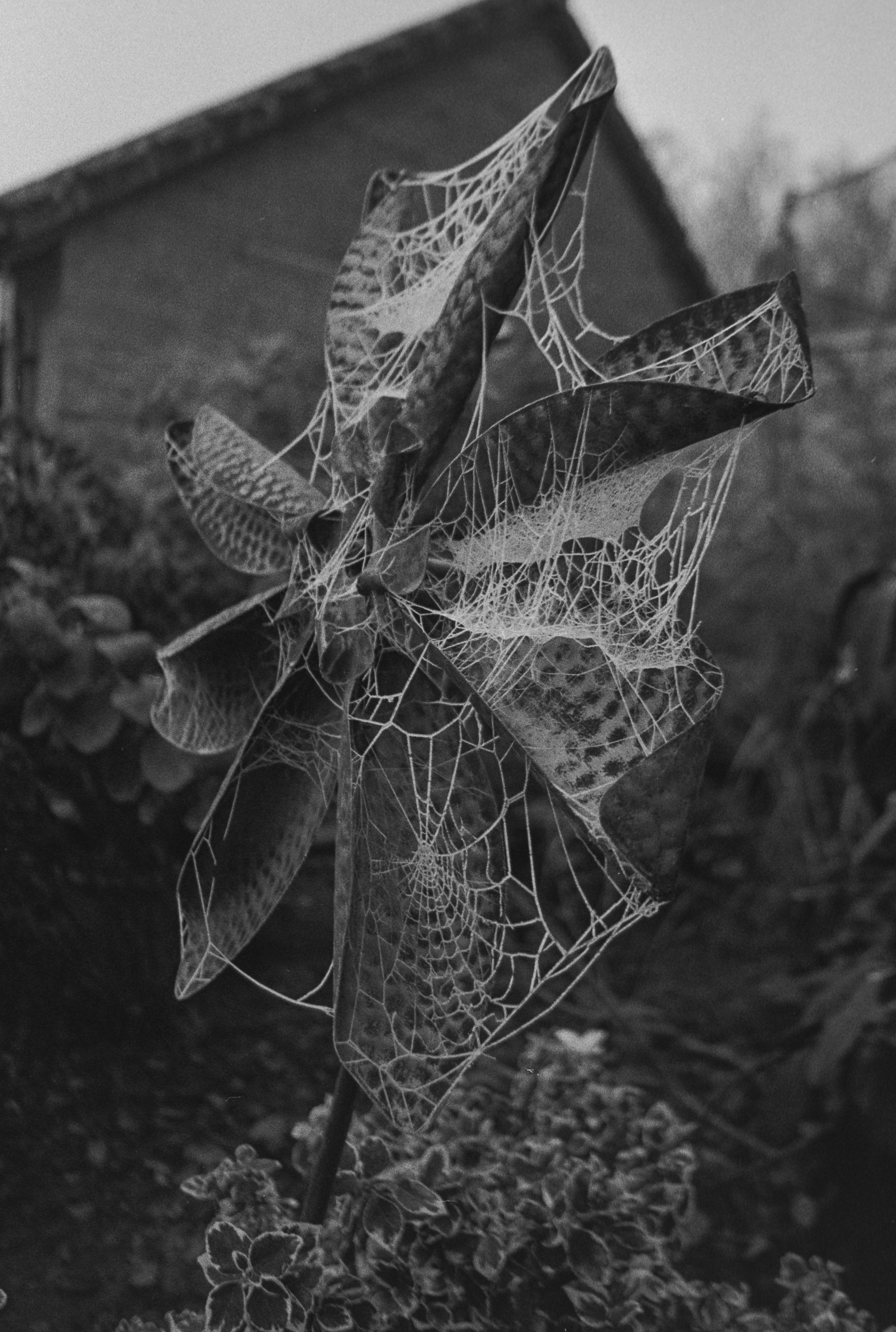 Canon EOS 3 - Kentmere pan - 400