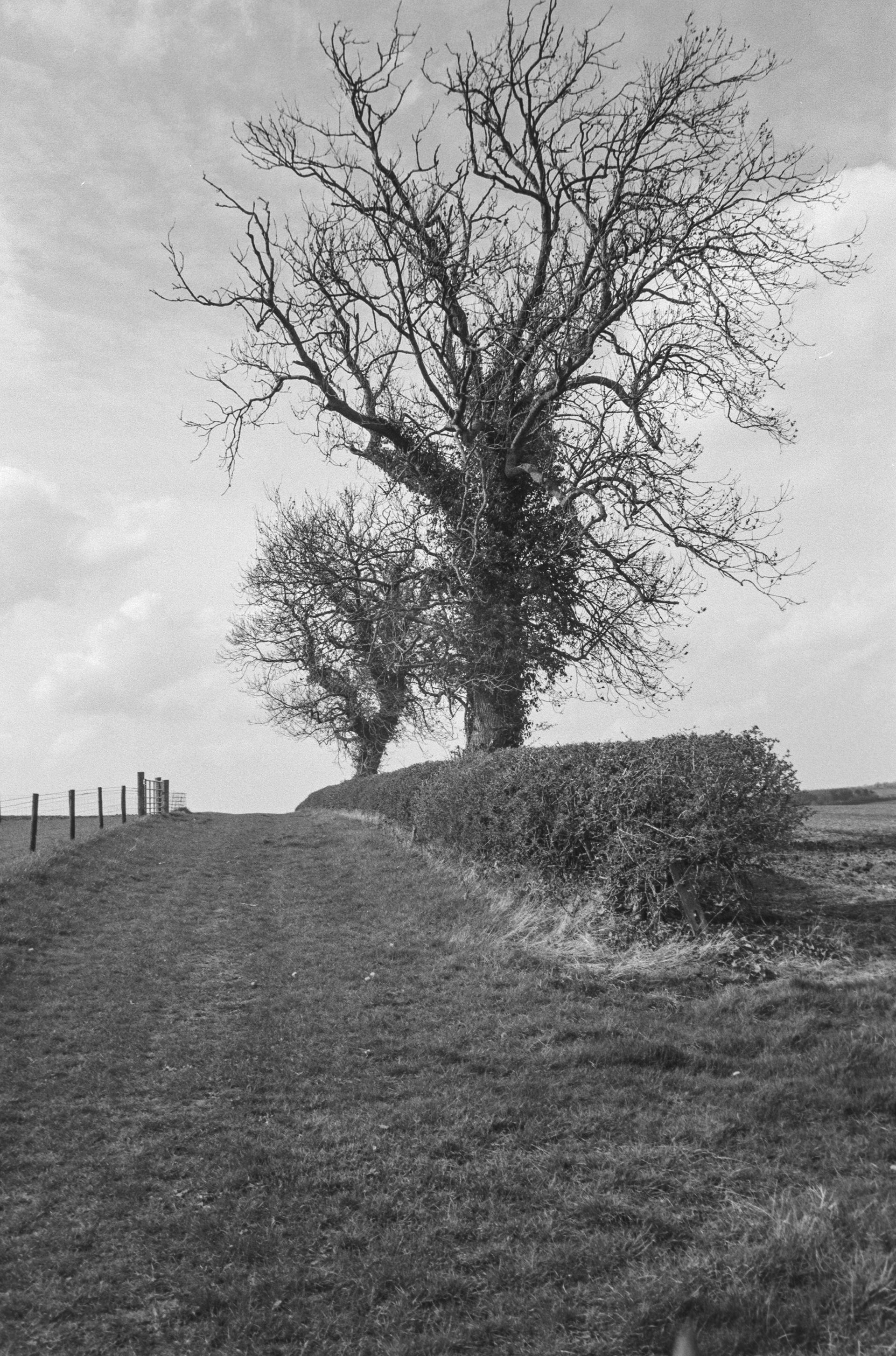 Canon AV-1 - Fomapan - 100