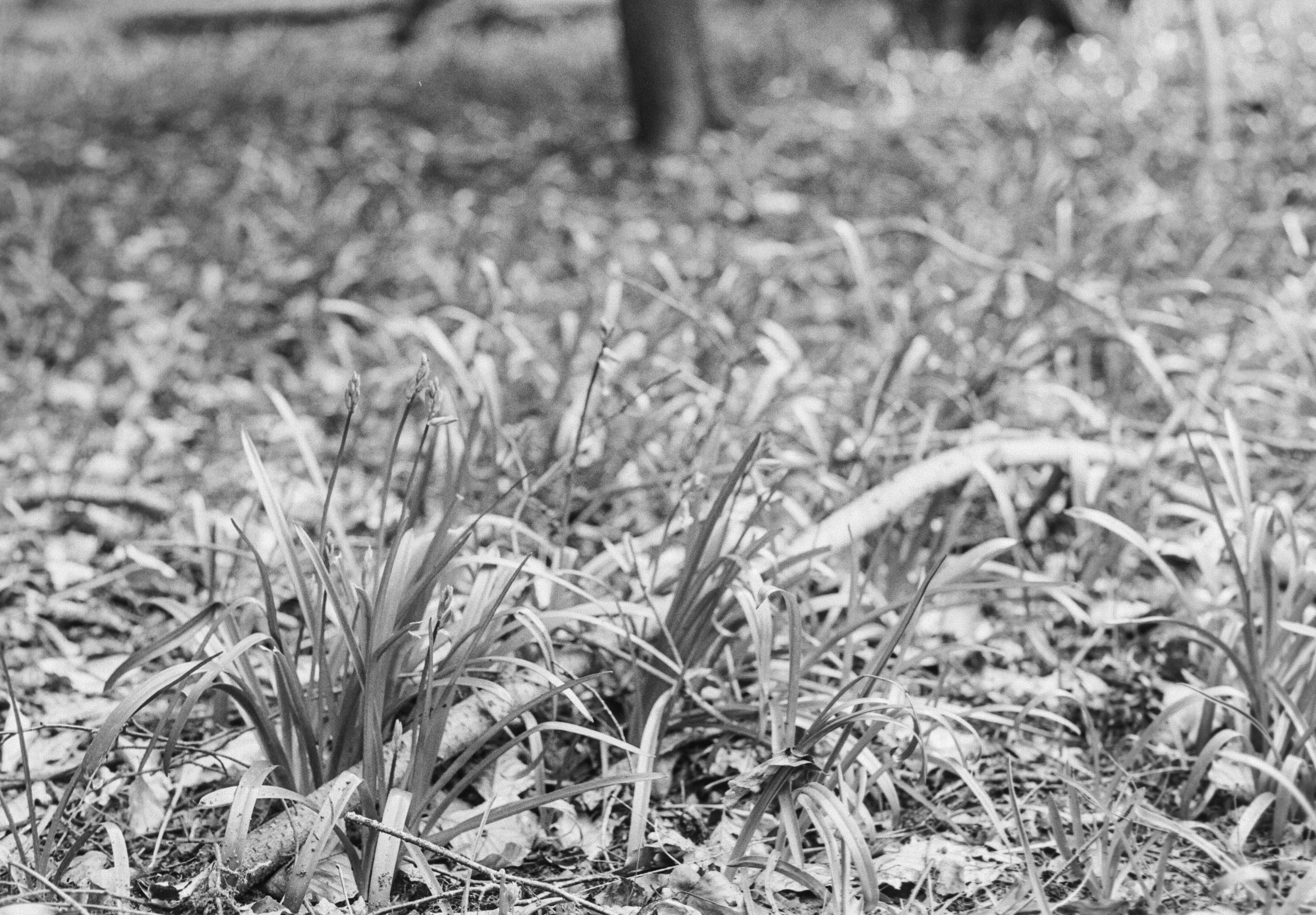 Canon AV-1 - Ilford FP4+ - 125