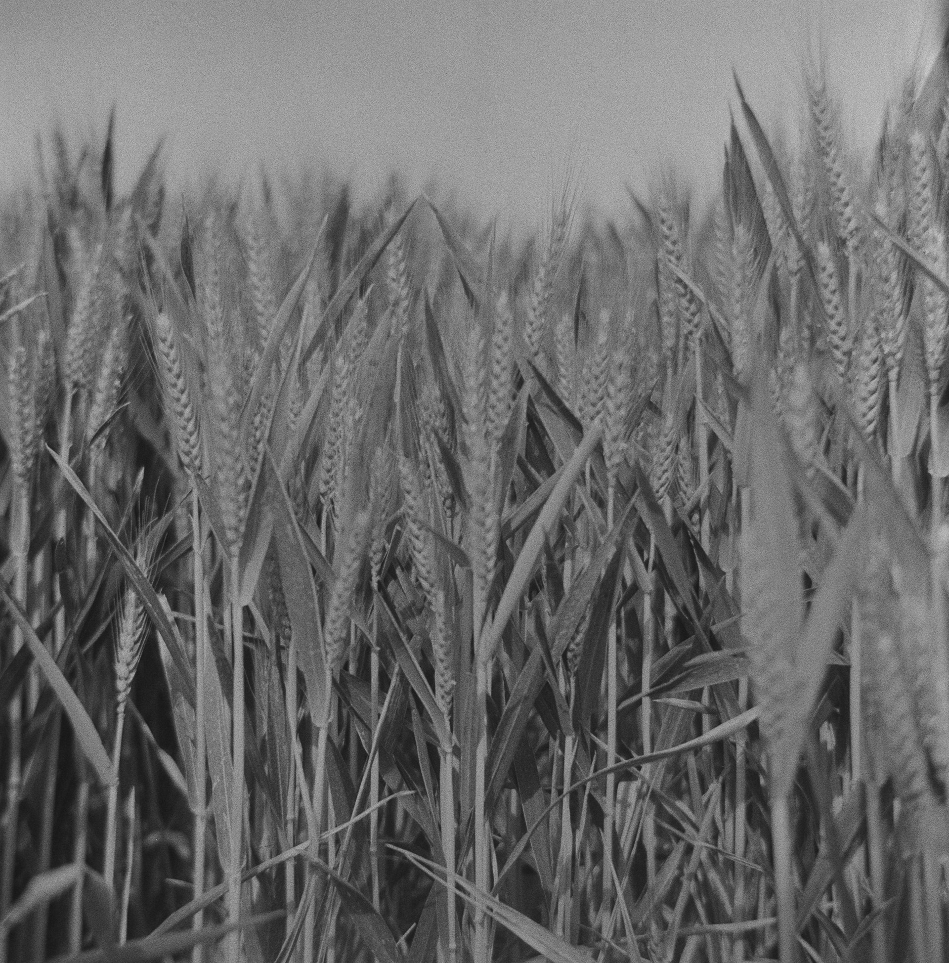 Halina A1 - Fomapan - 400