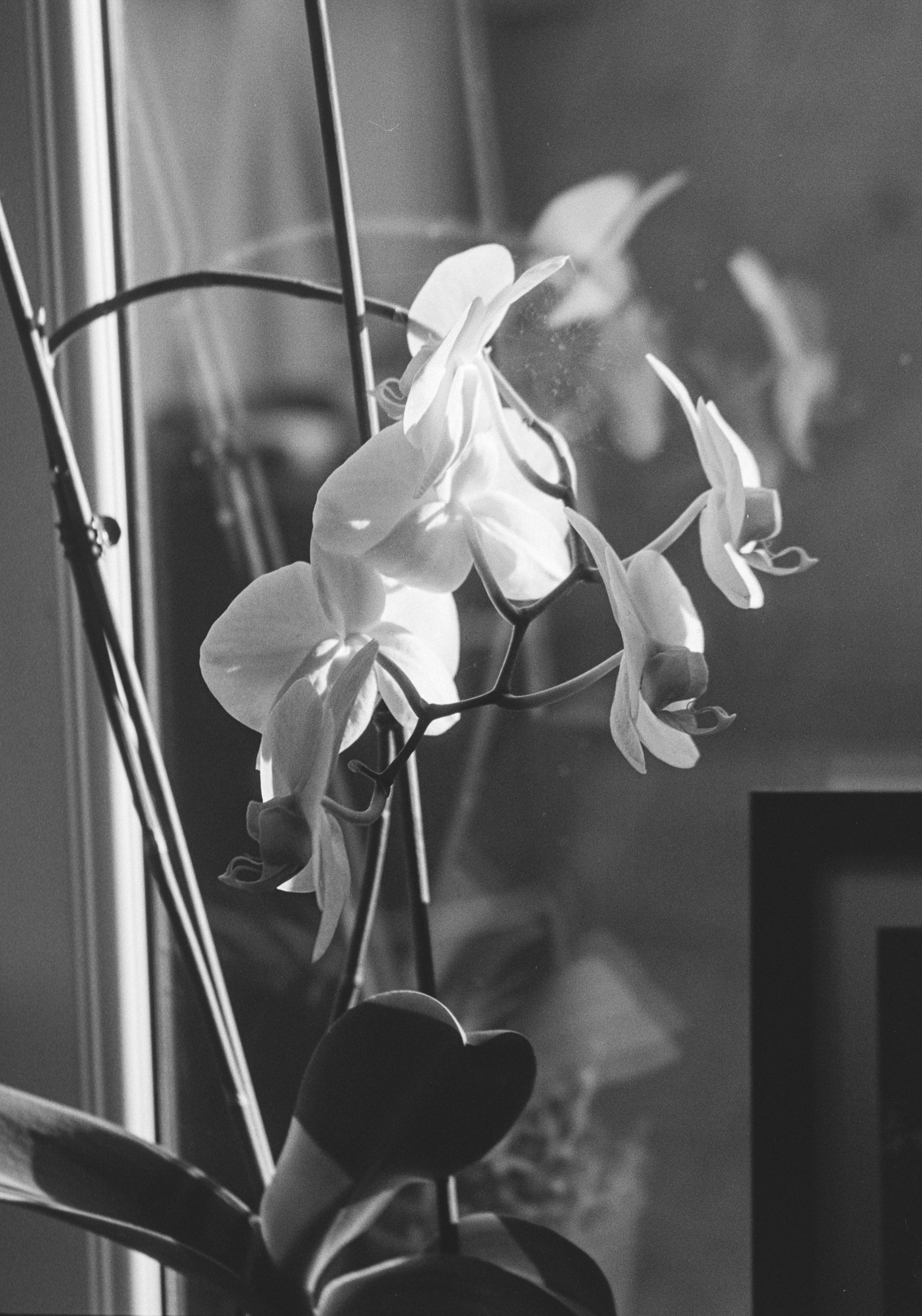 Canon EOS 3 - Ilford FP4+ - 125