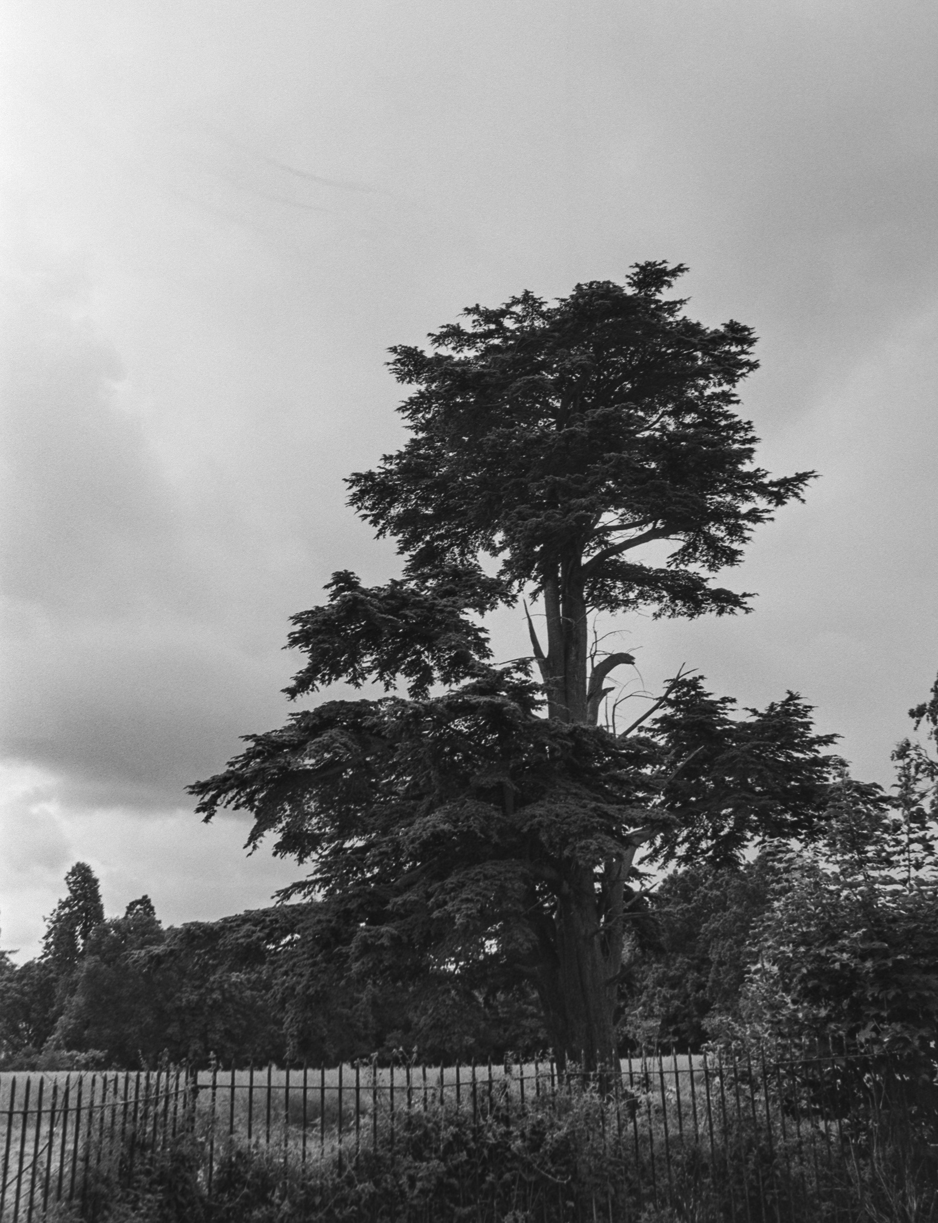 Canon EOS 3 - Kentmere pan - 100