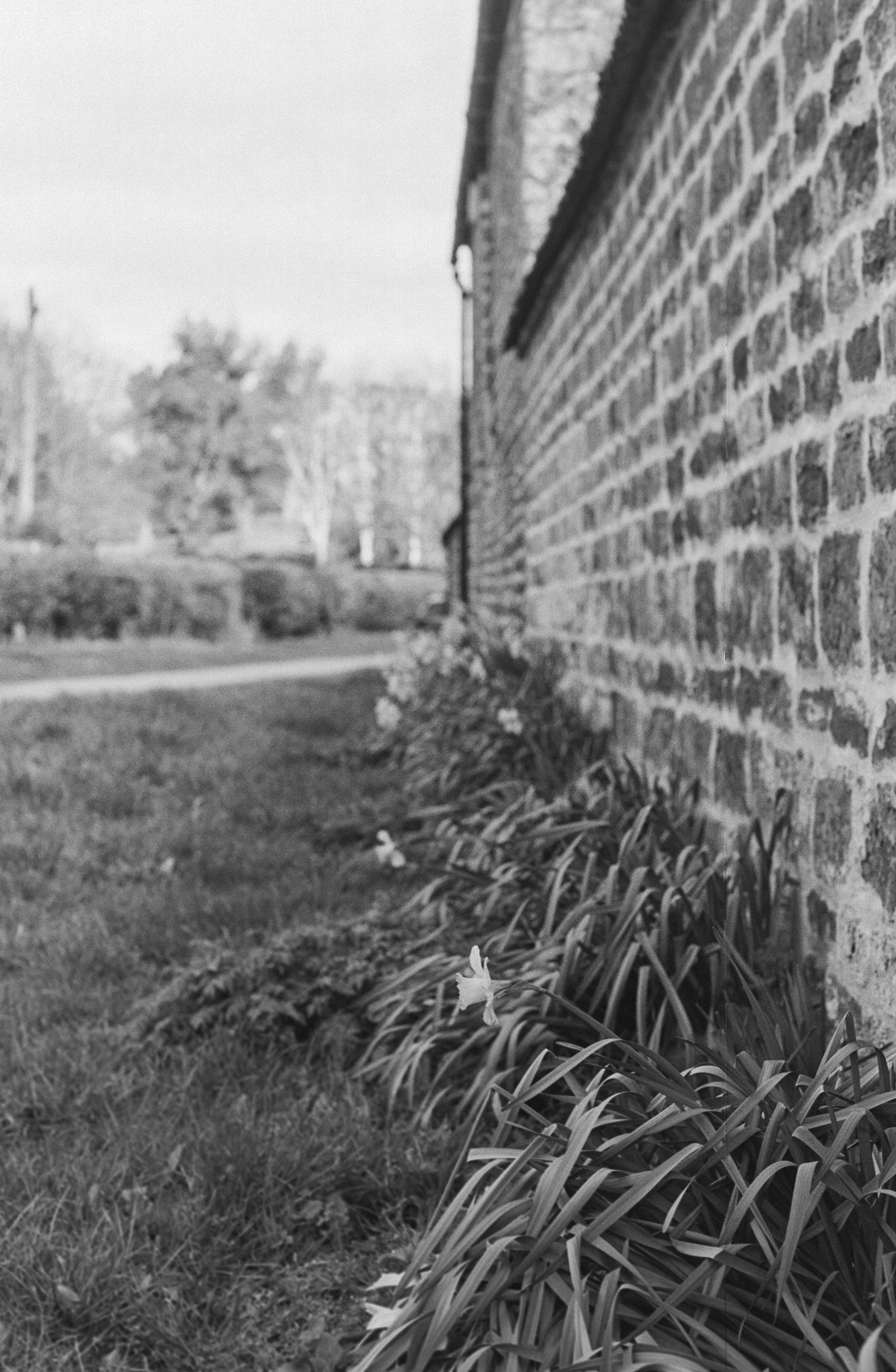 Canon AV-1 - Ilford FP4+ - 125