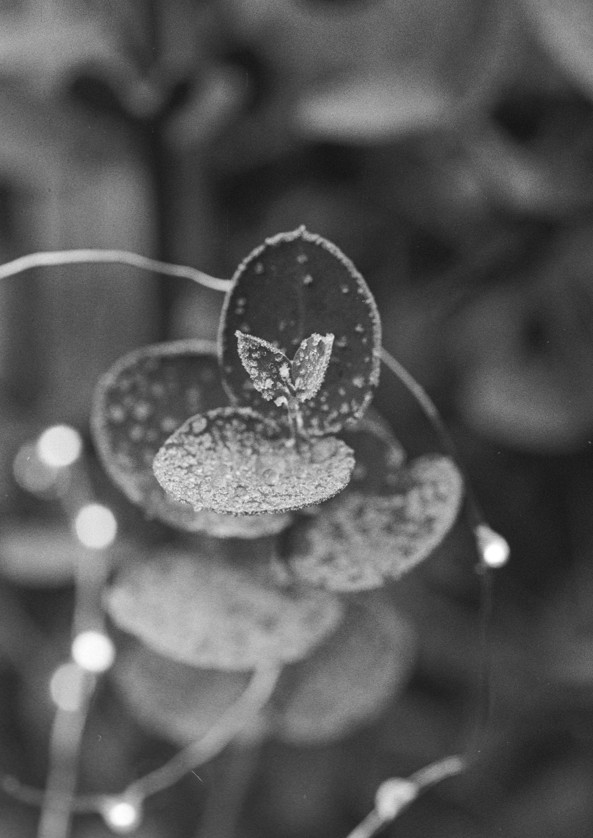 Canon EOS 3 - Kentmere pan - 400