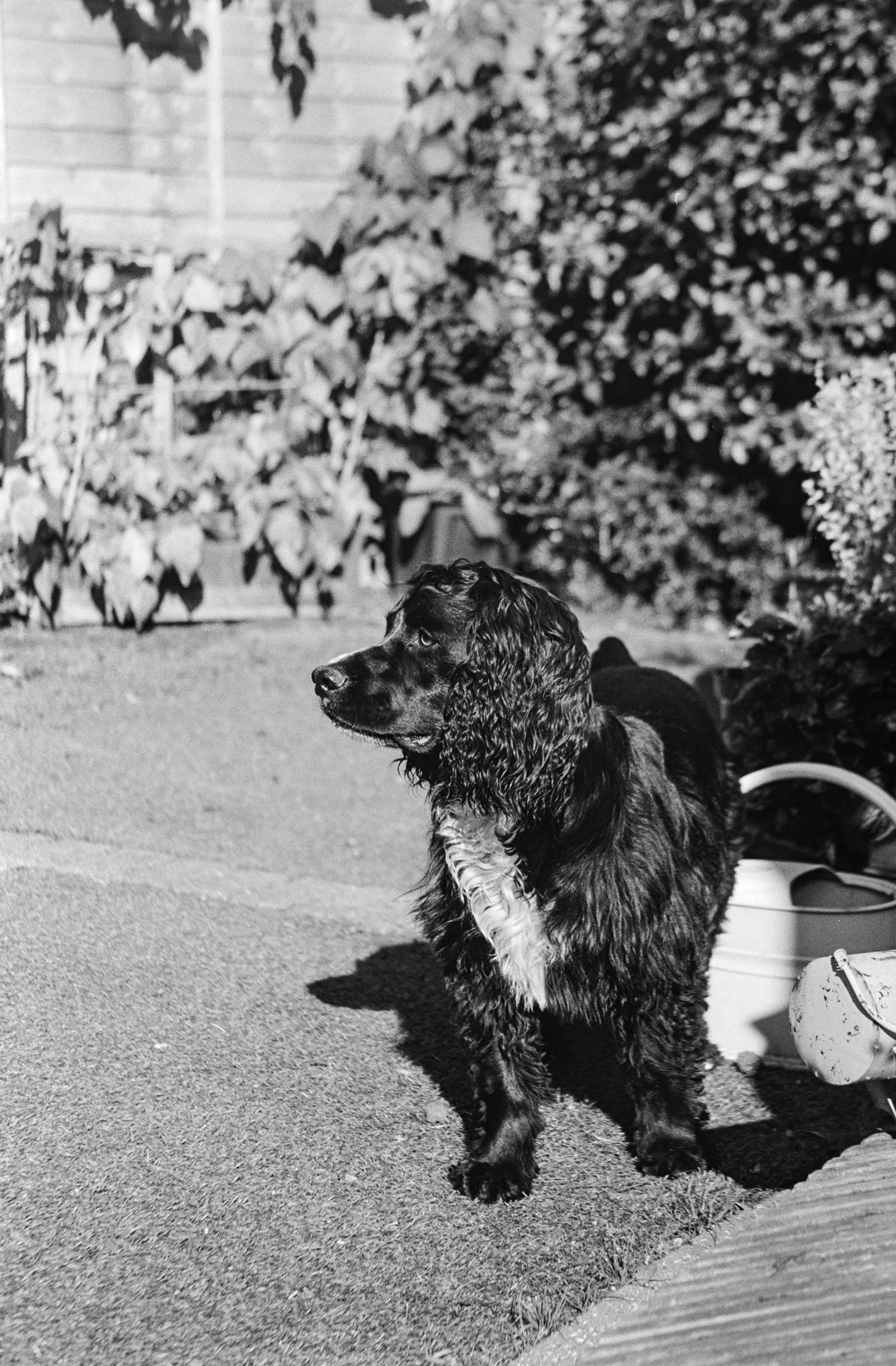 Canon AV-1 - Ilford FP4+ - 125