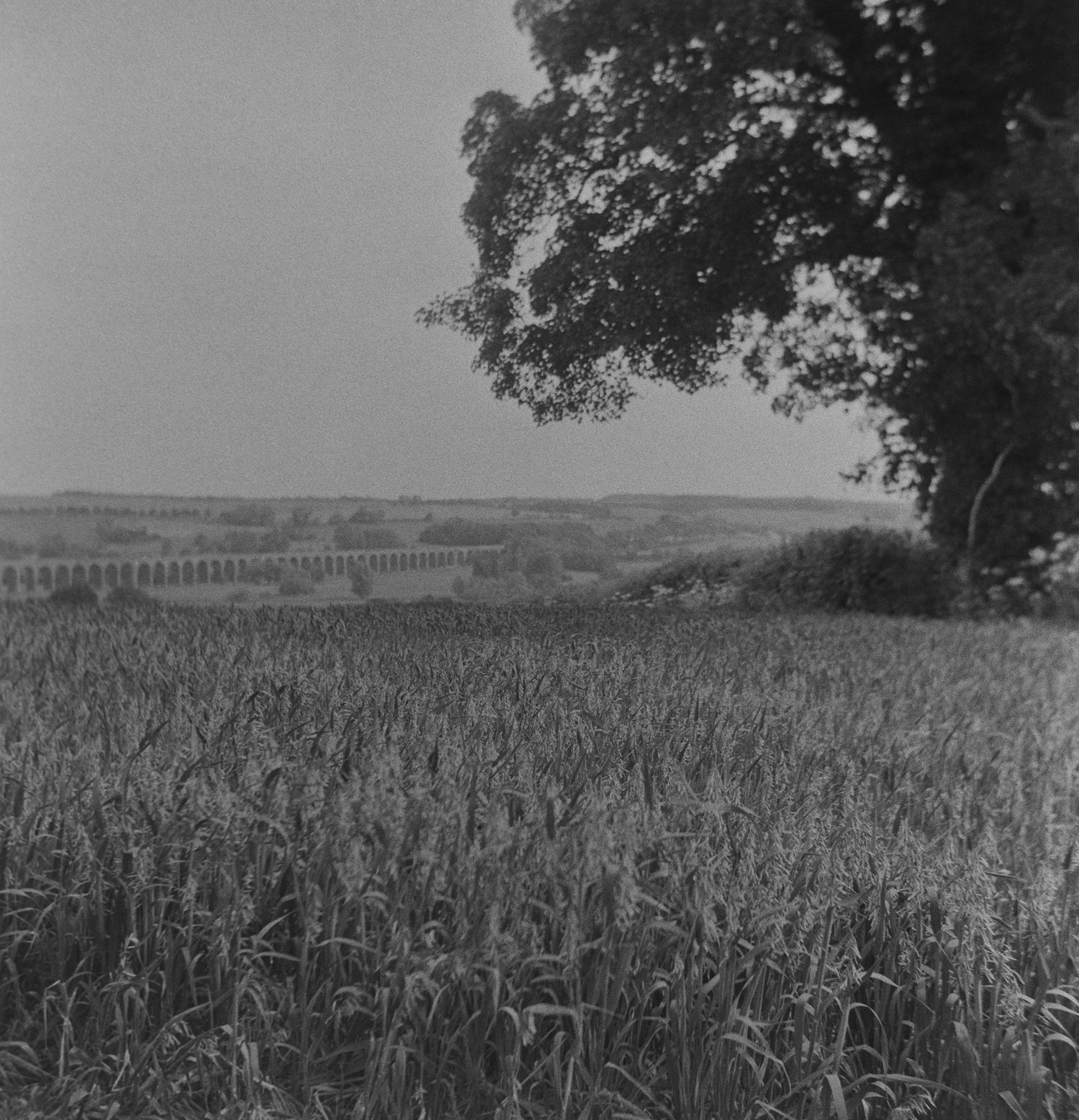 Halina A1 - Fomapan - 400