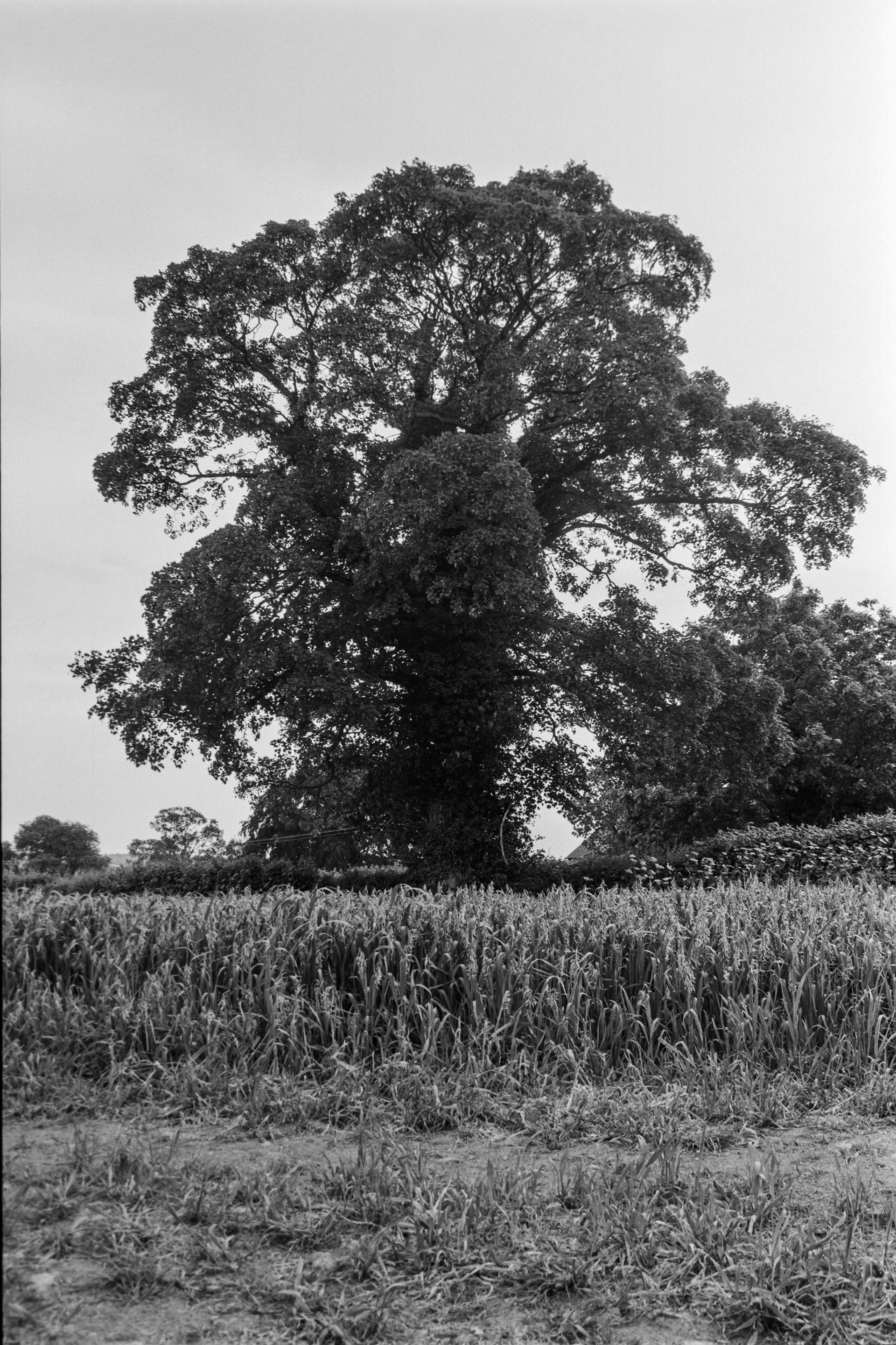 Canon EOS 3 - Ilford Delta- 100