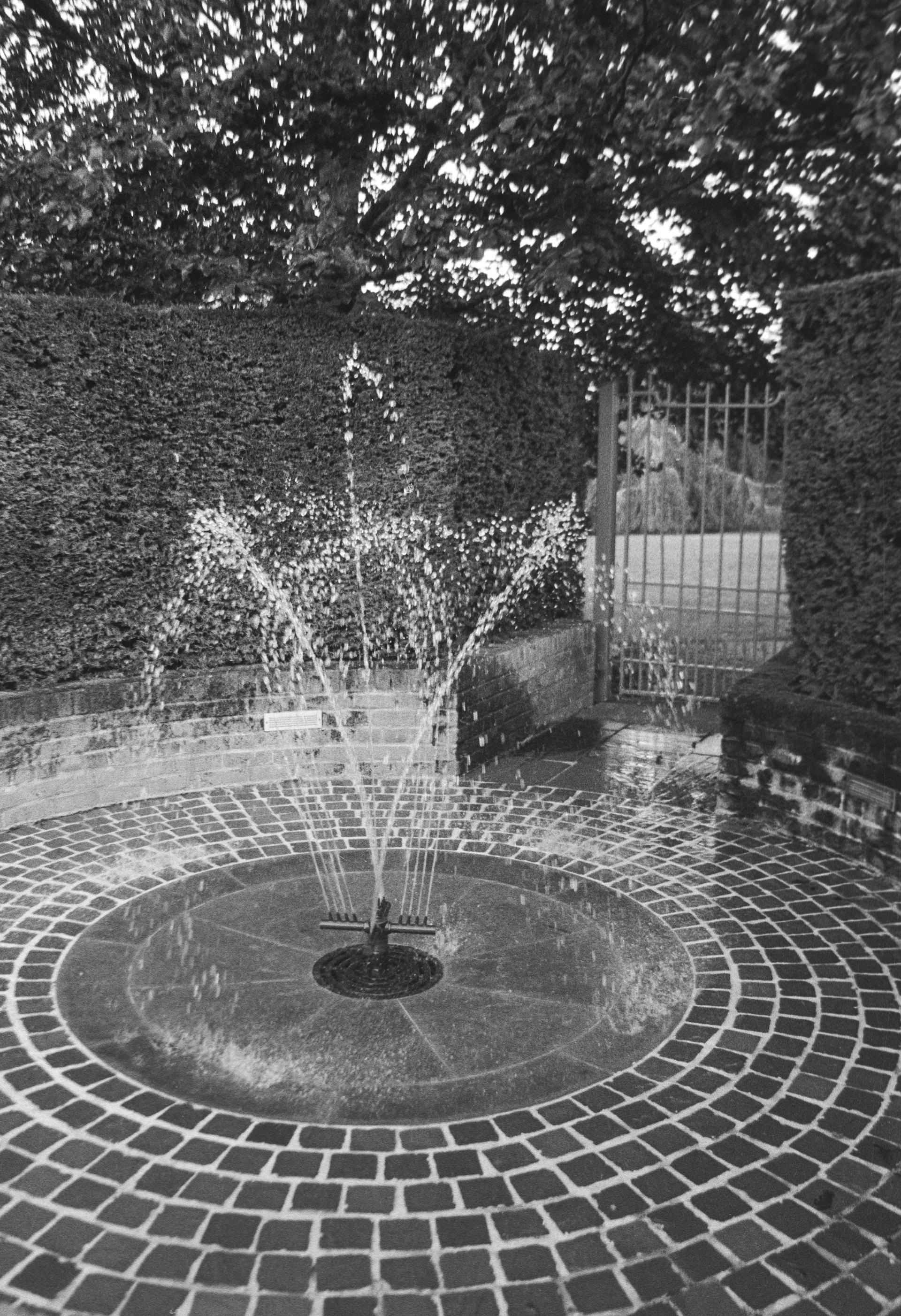 Canon EOS 3 - Kentmere pan - 400
