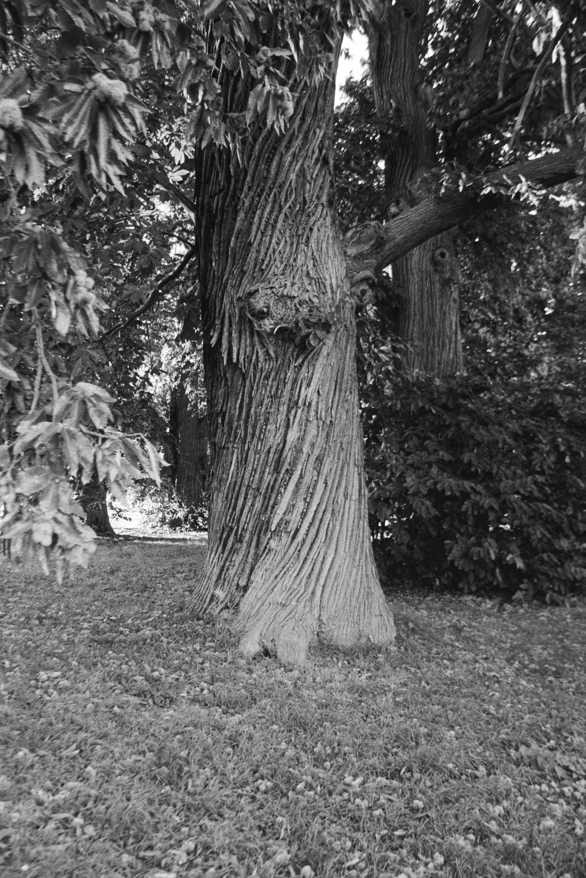 Canon EOS 3 - Kentmere pan - 400
