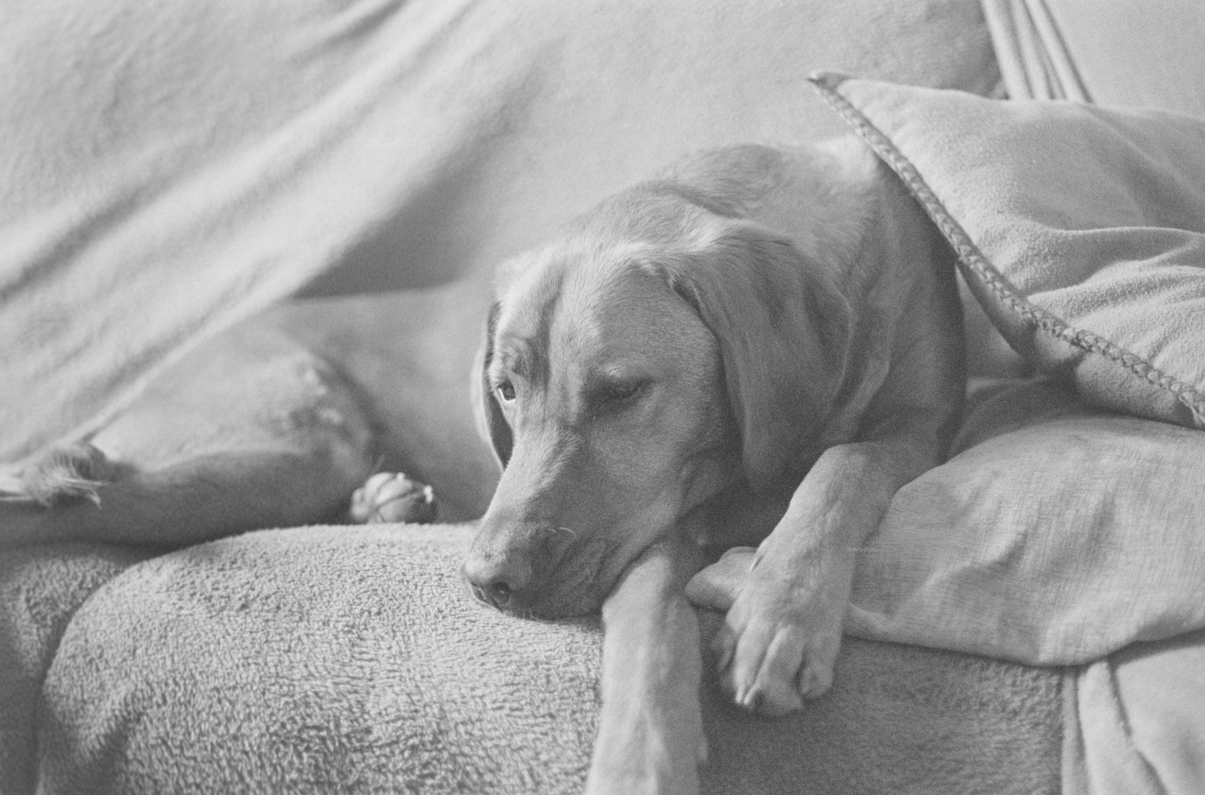 Canon AV-1 - Ilford FP5+ - 400