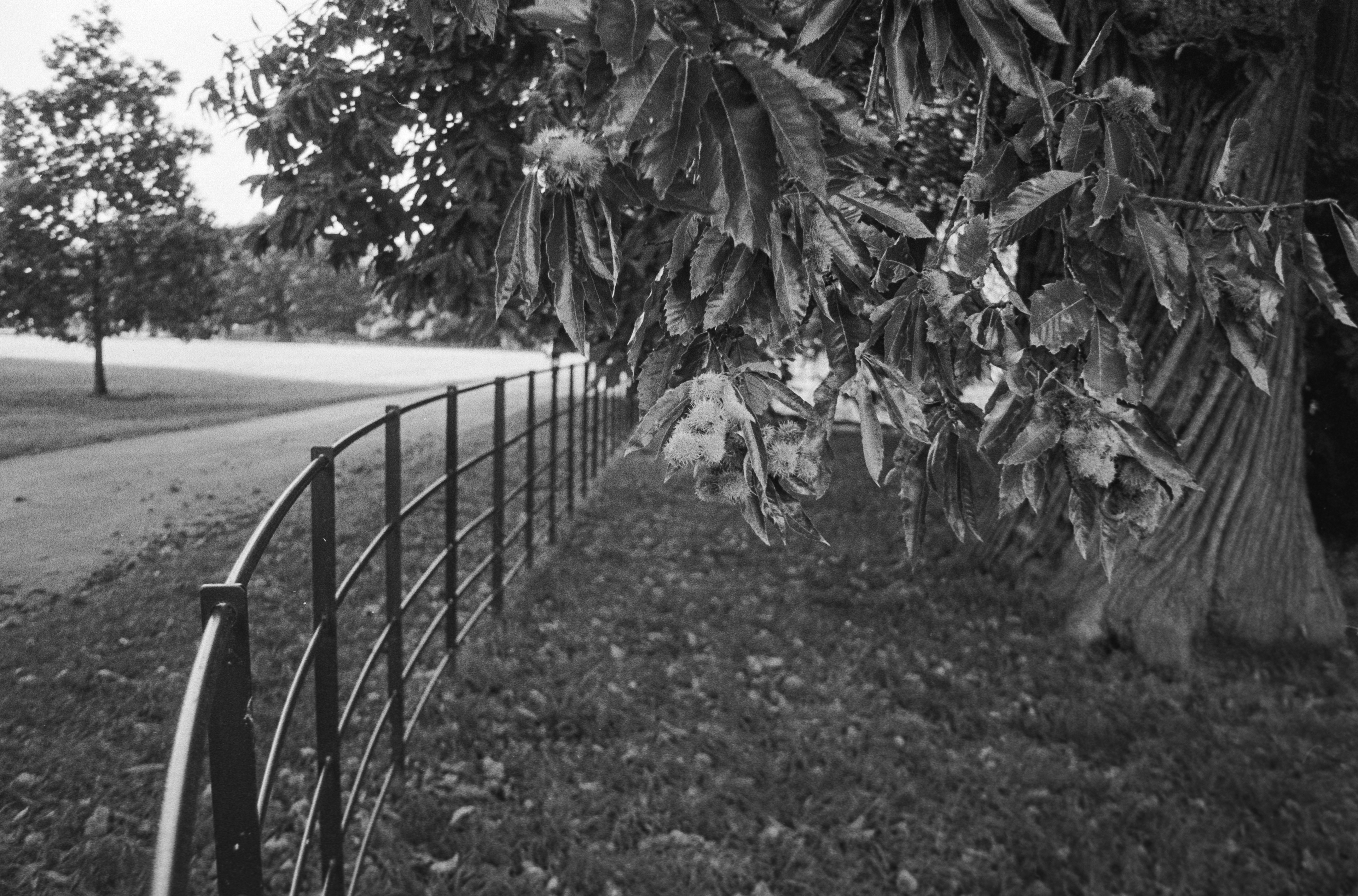 Canon EOS 3 - Kentmere pan - 400