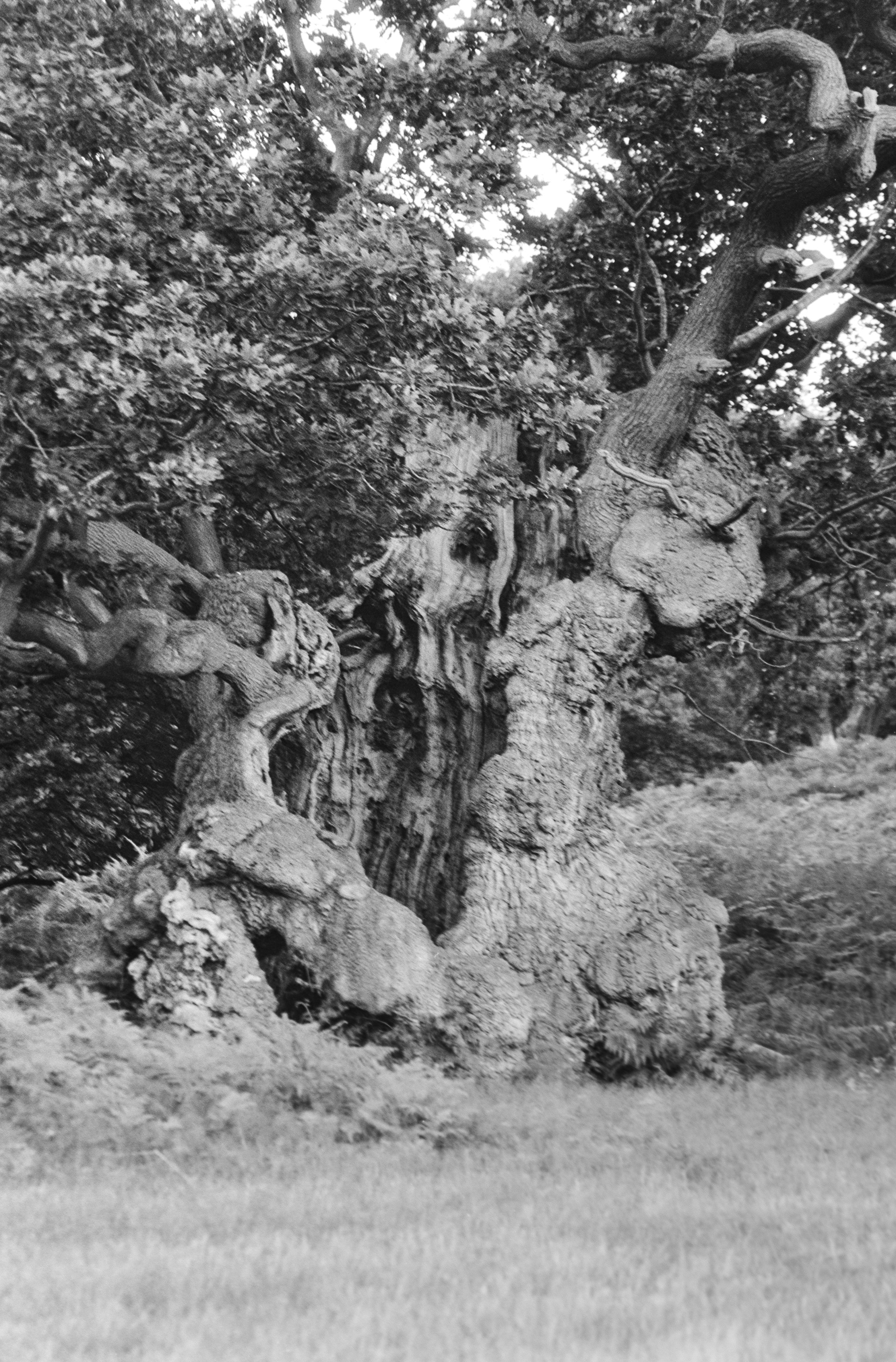 Canon EOS 3 - Ilford FP4+ - 125