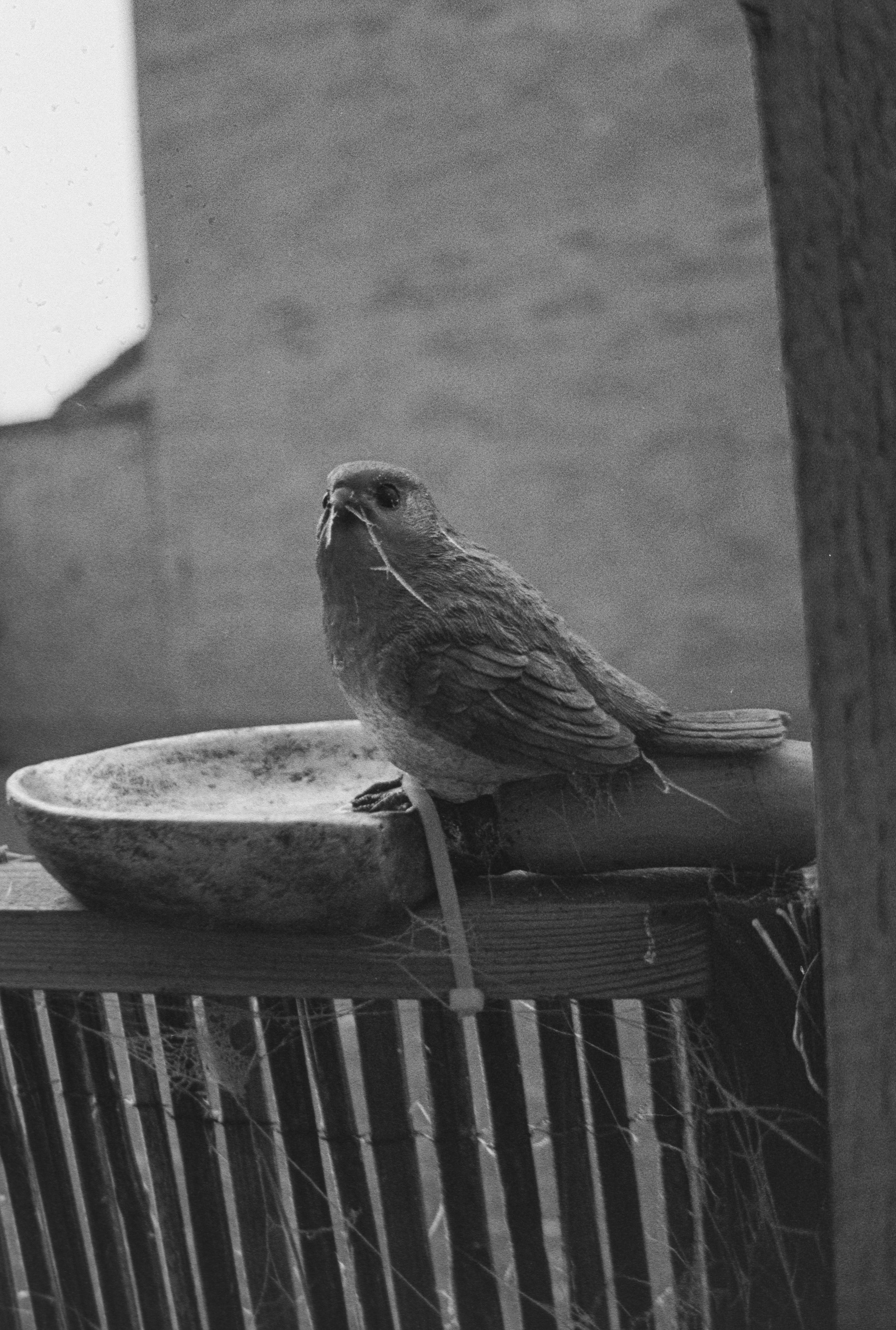Canon EOS 3 - Kentmere pan - 400