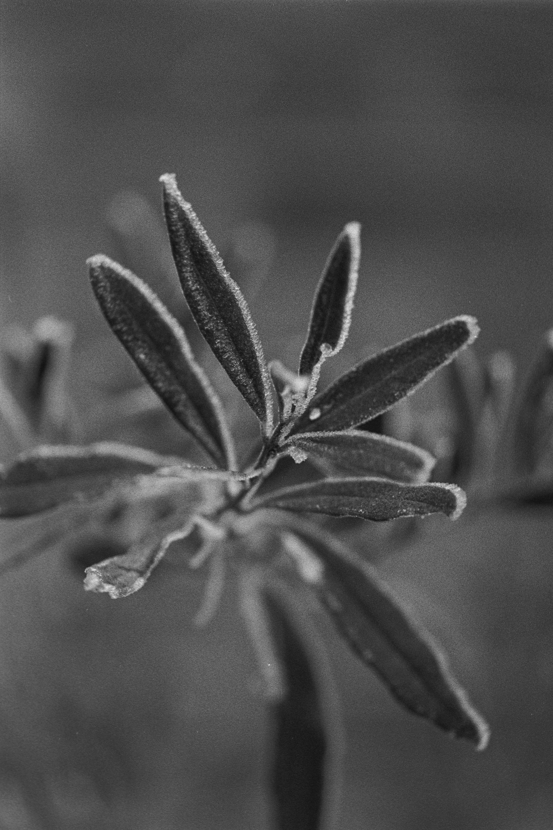 Canon EOS 3 - Kentmere pan - 400