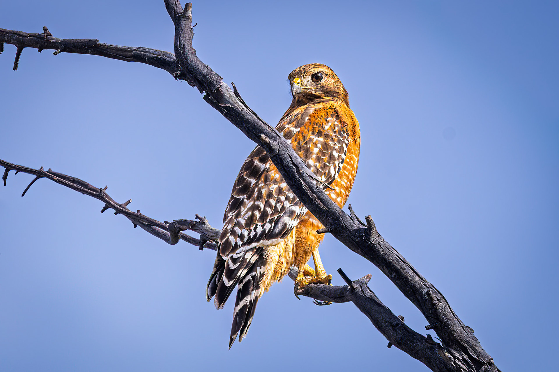 Red-shouldered Hawk