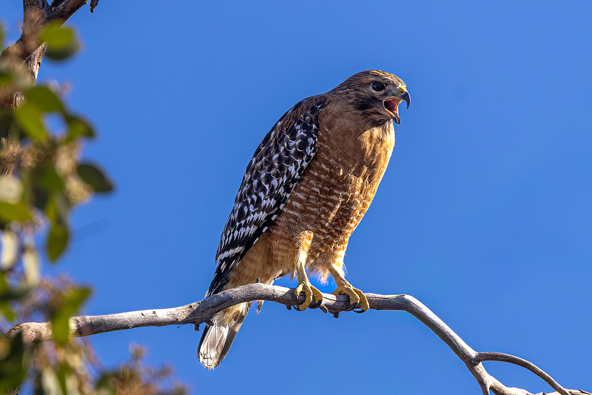 Red-shouldered Hawk