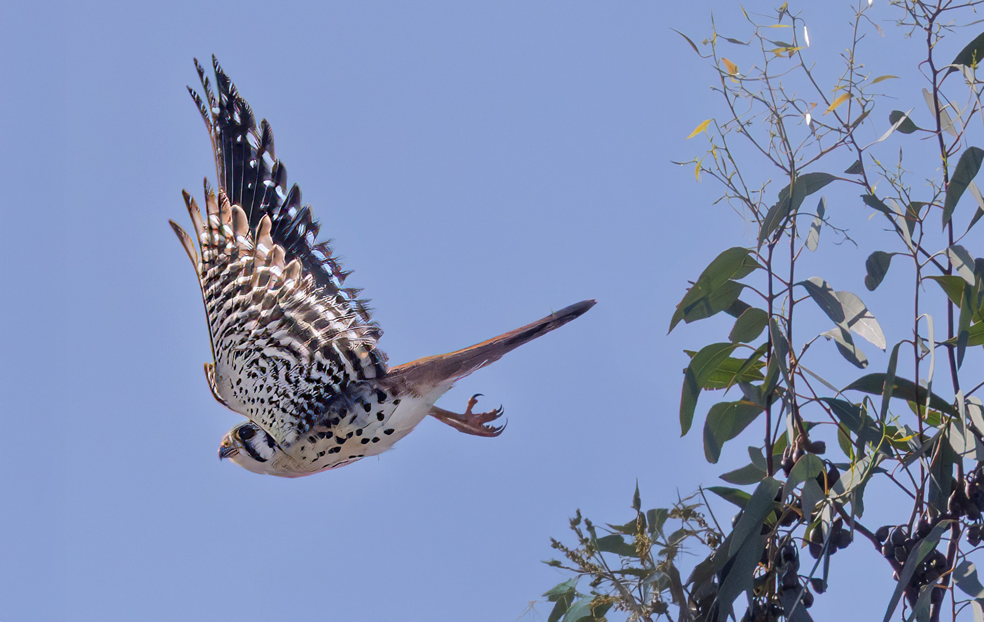 American Kestrel