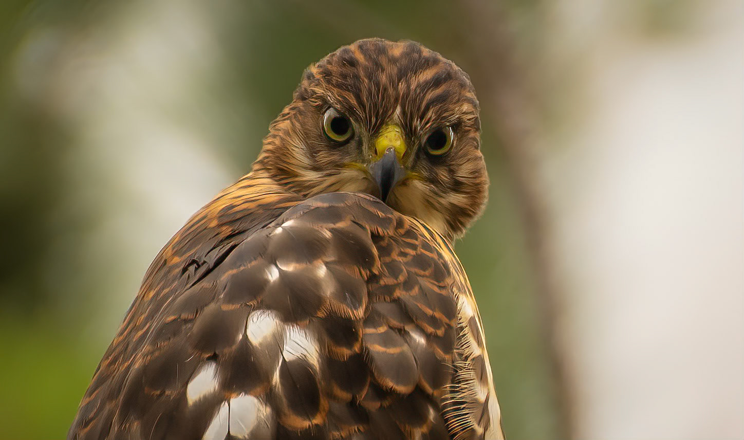 Look into my eyes! 