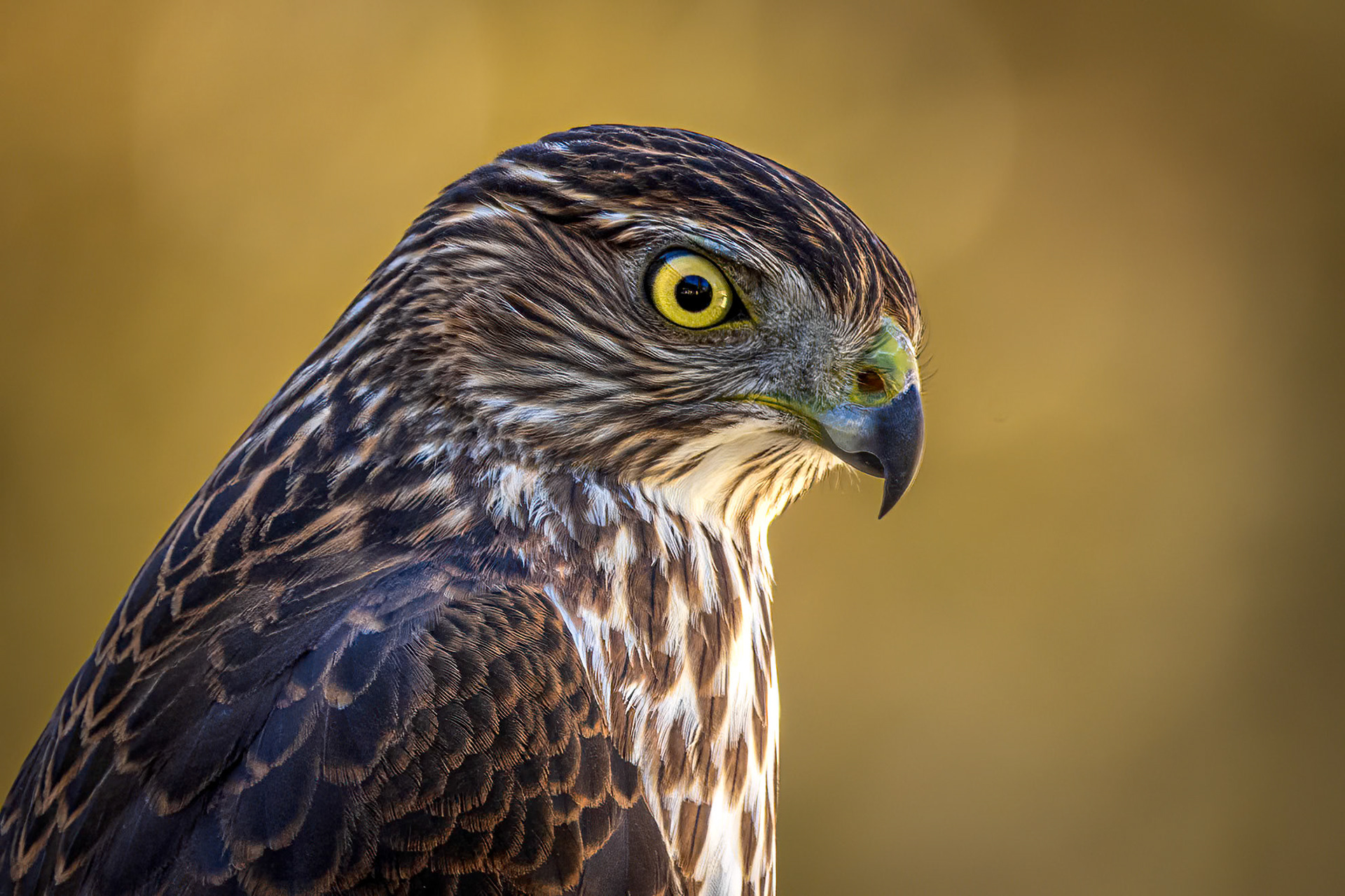 Coopers Hawk 