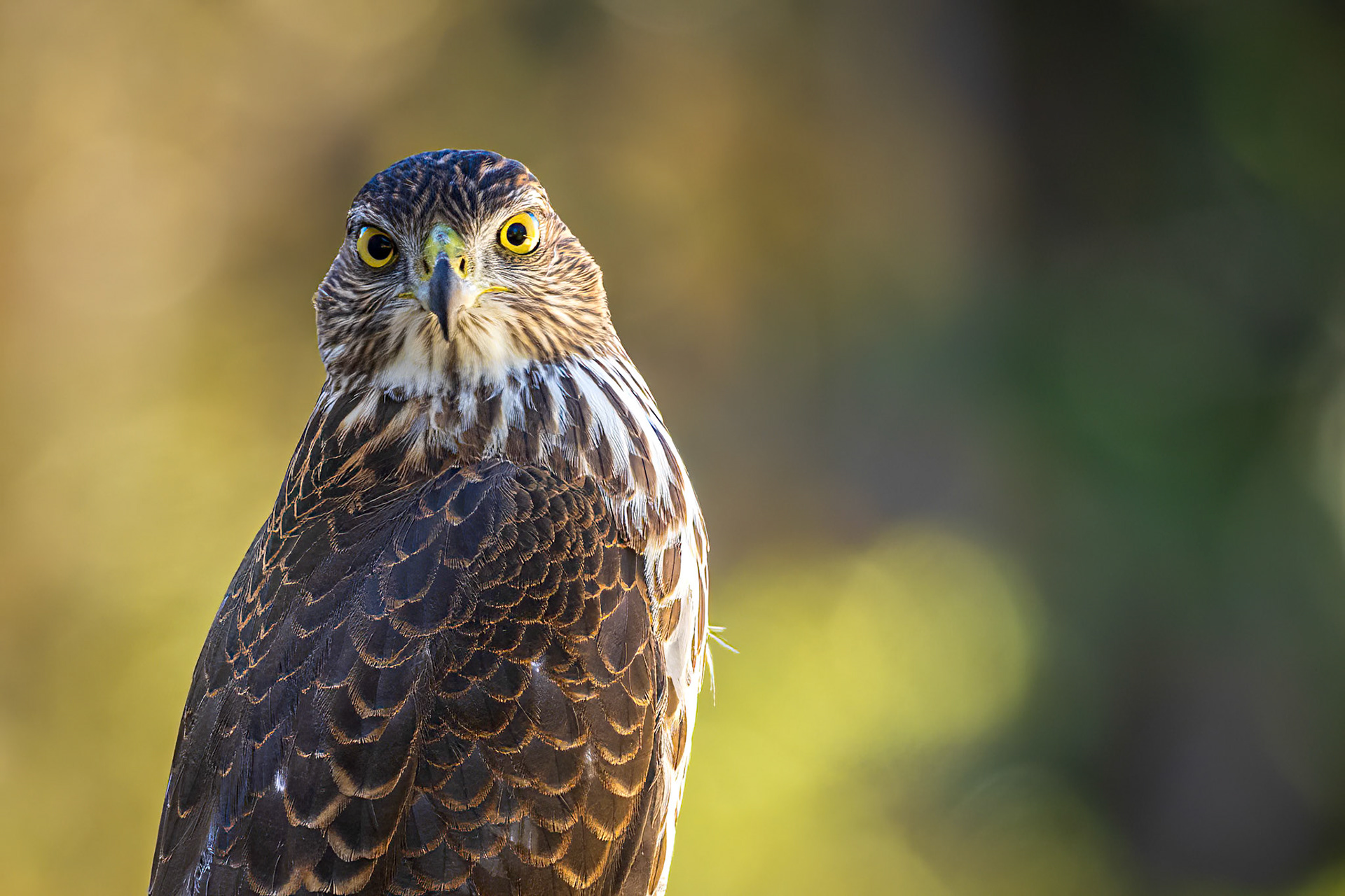 Coopers Hawk 