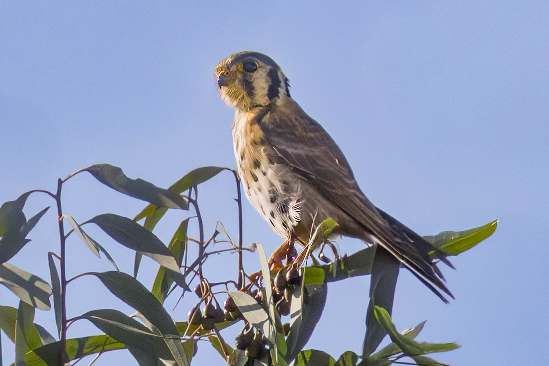 American Kestrel 