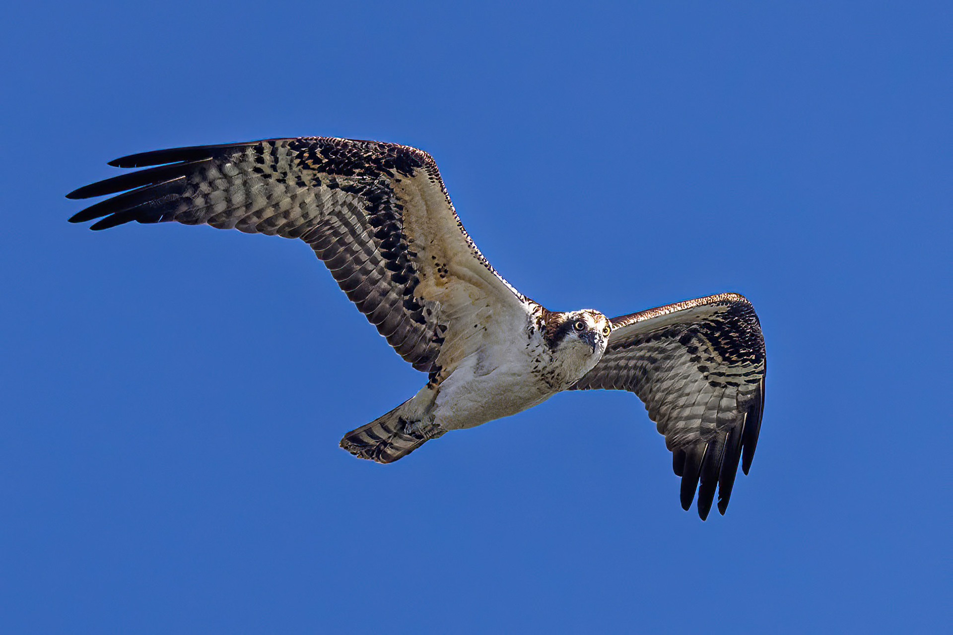 Osprey