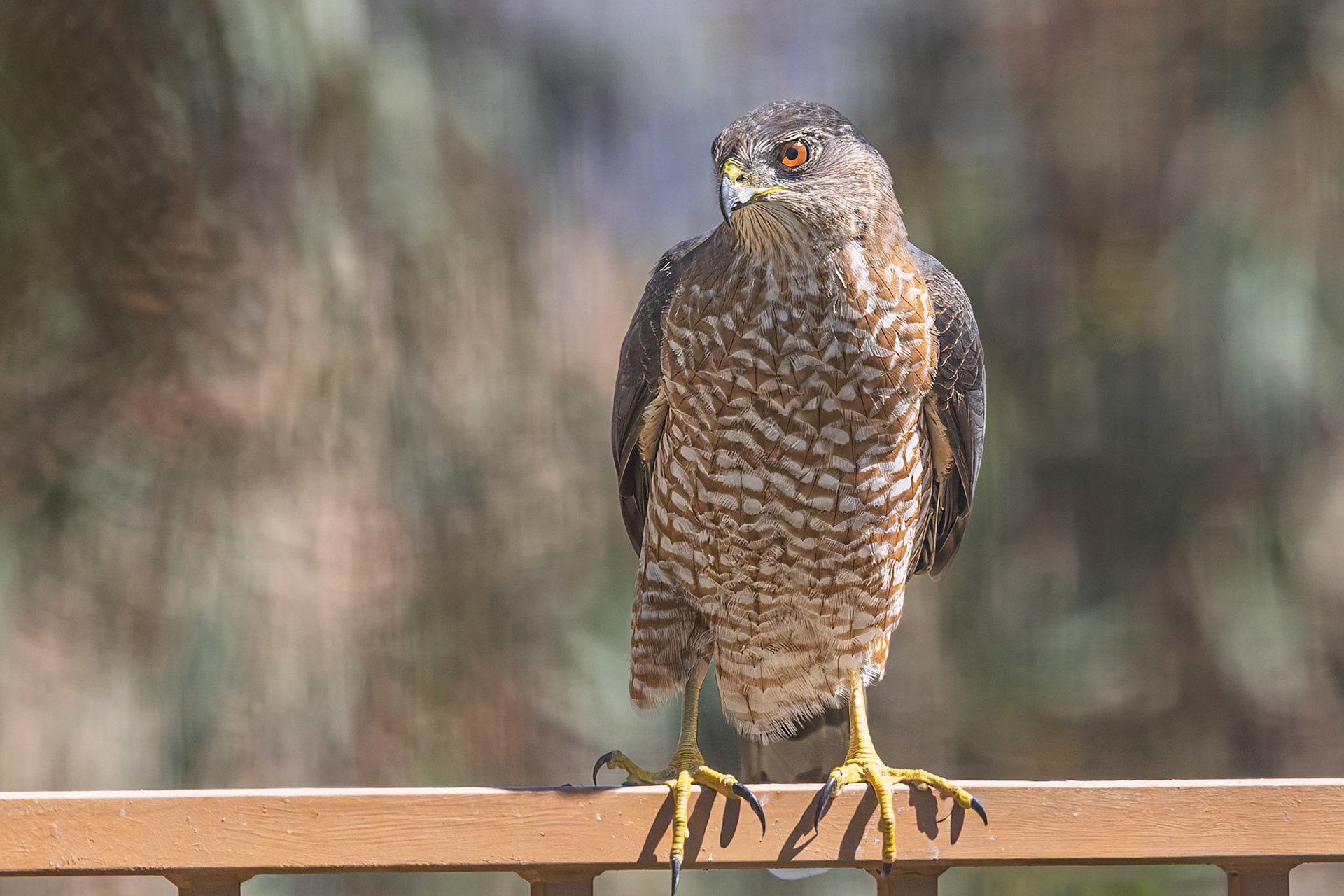 Coopers Hawk