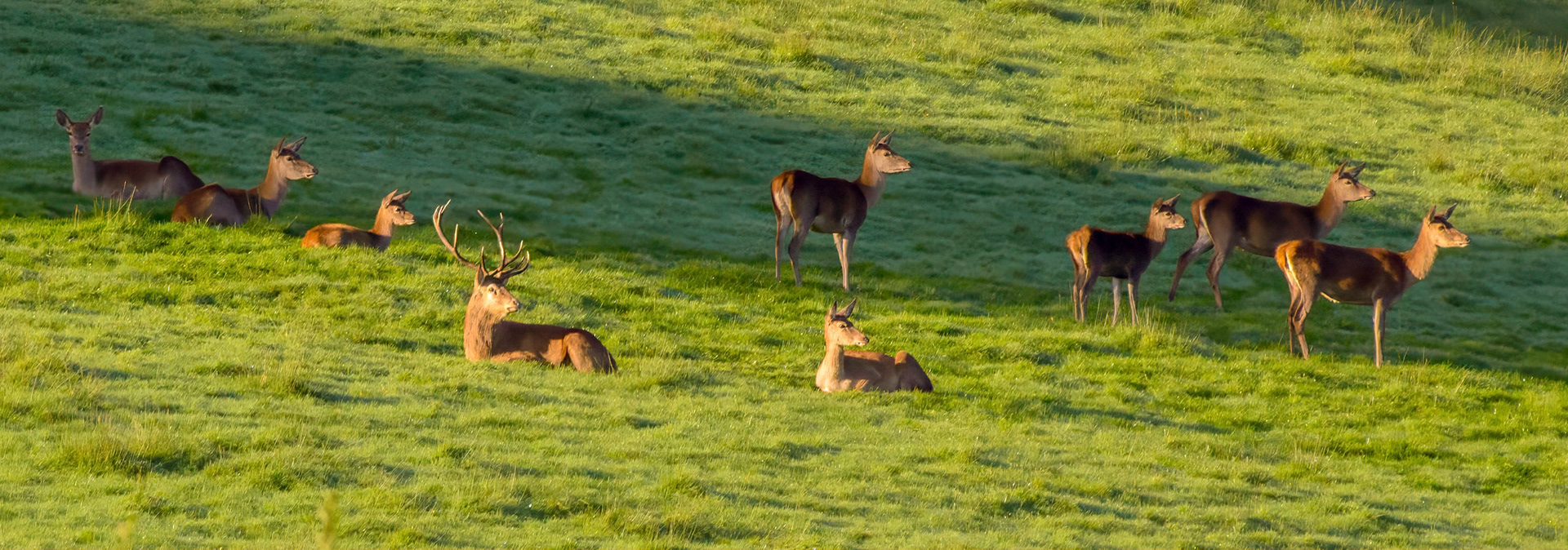 Stag and herd at Draydon