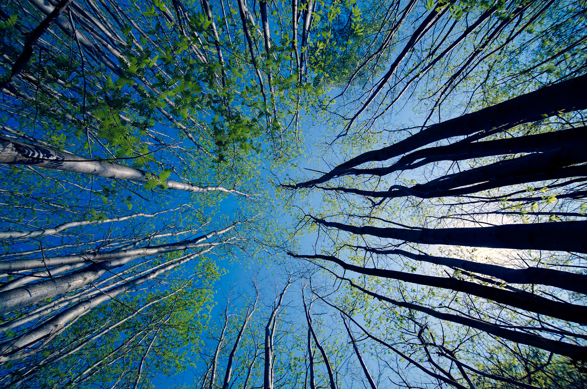 Towering Birch, Haslemere