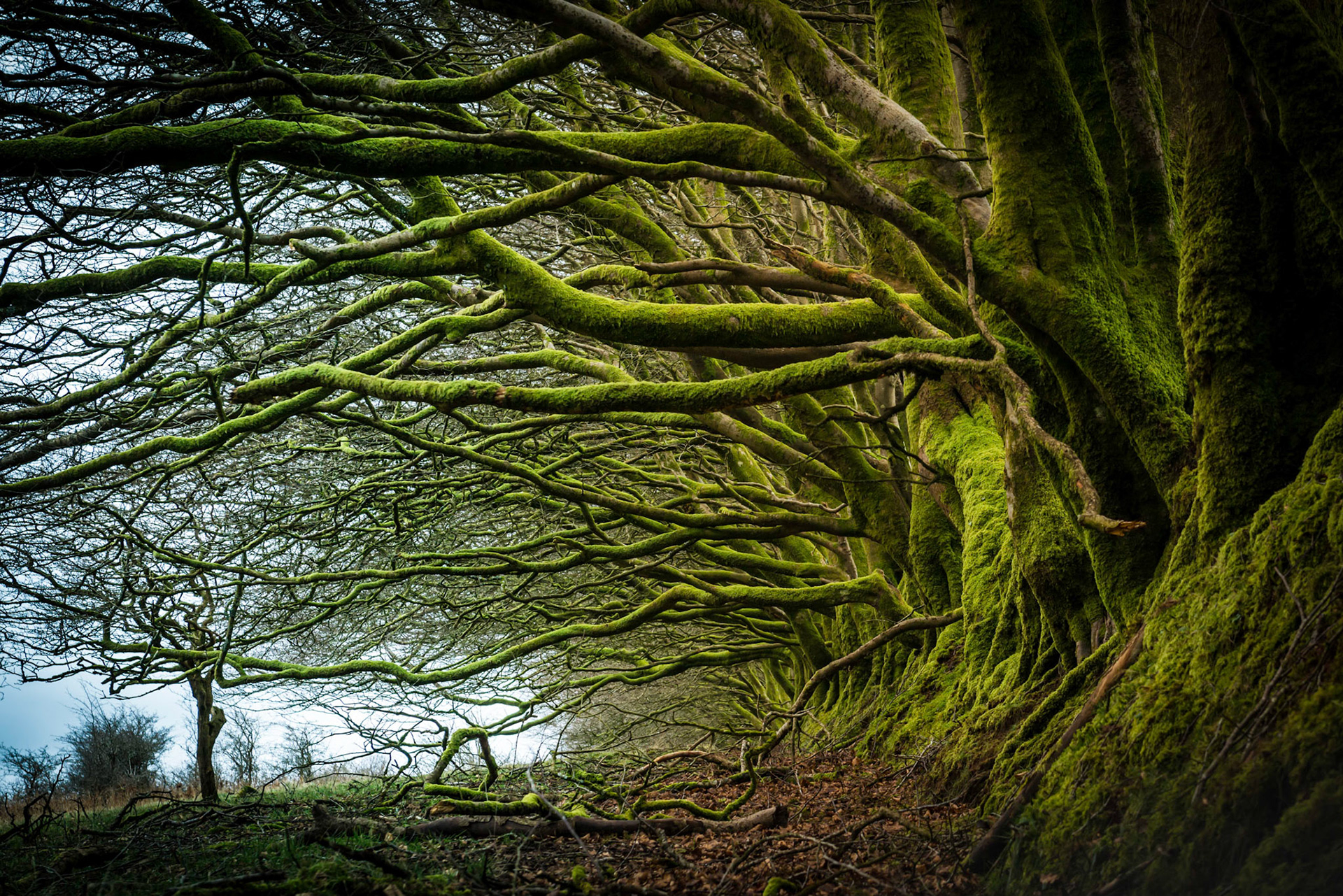 Ancient trees above Dane's Brook