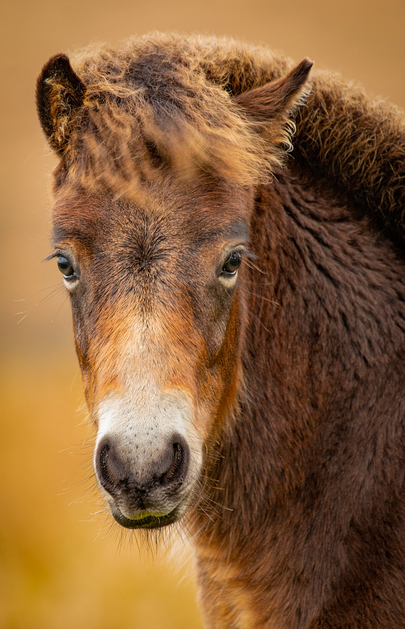 Beautiful Exmoor pony