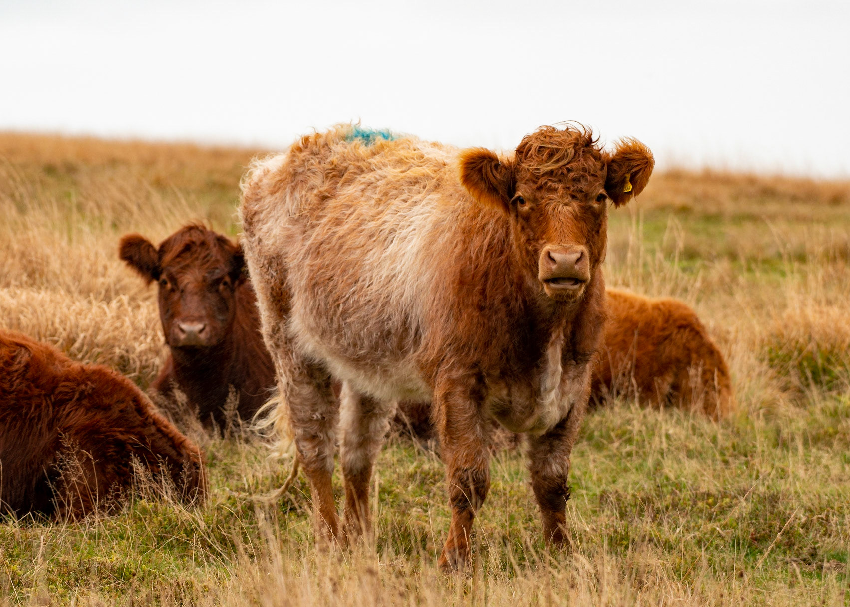 Cattle beside Holnicote Estate