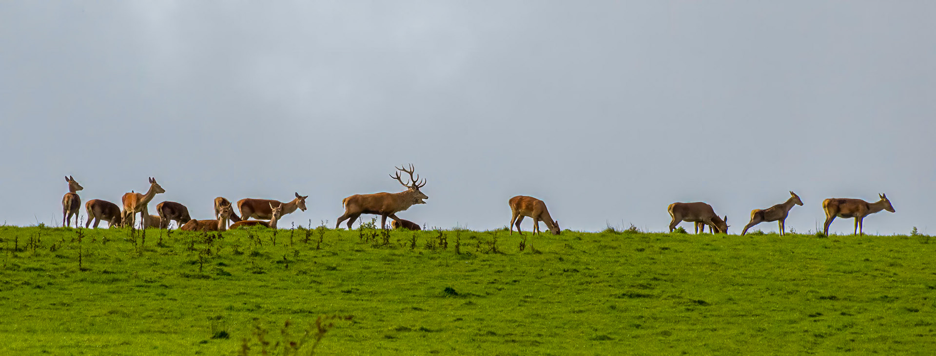 Stag with his hear above Cow Castle