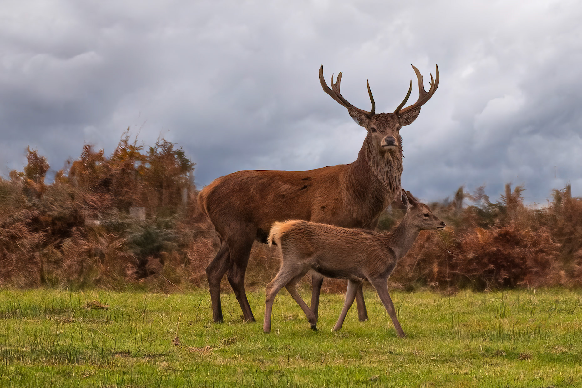 Stag and foal above River Barle at Cow Castle