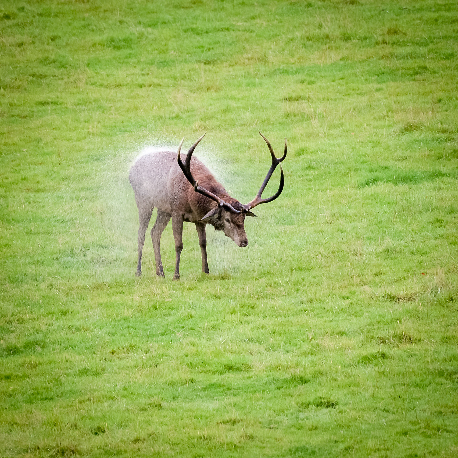 A very wet Grumpy Gary at Highnam