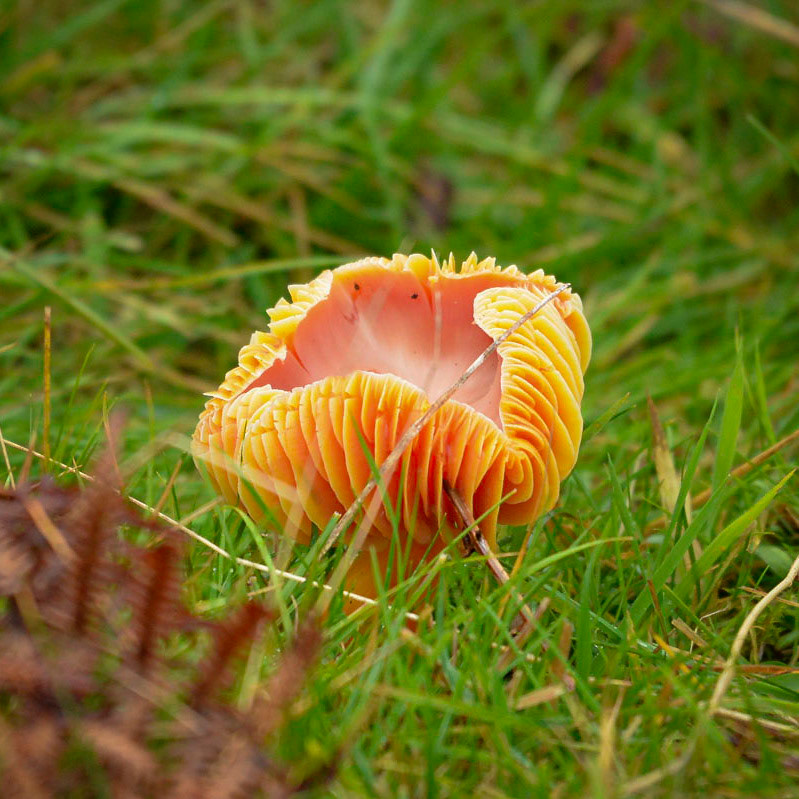 Unknown fungi - please tell me what it is
