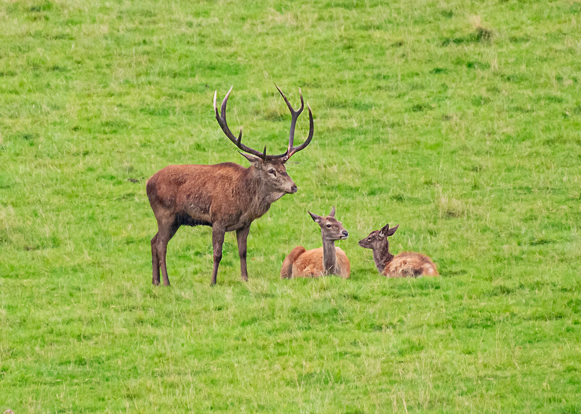 Grmpy Gary with fawns