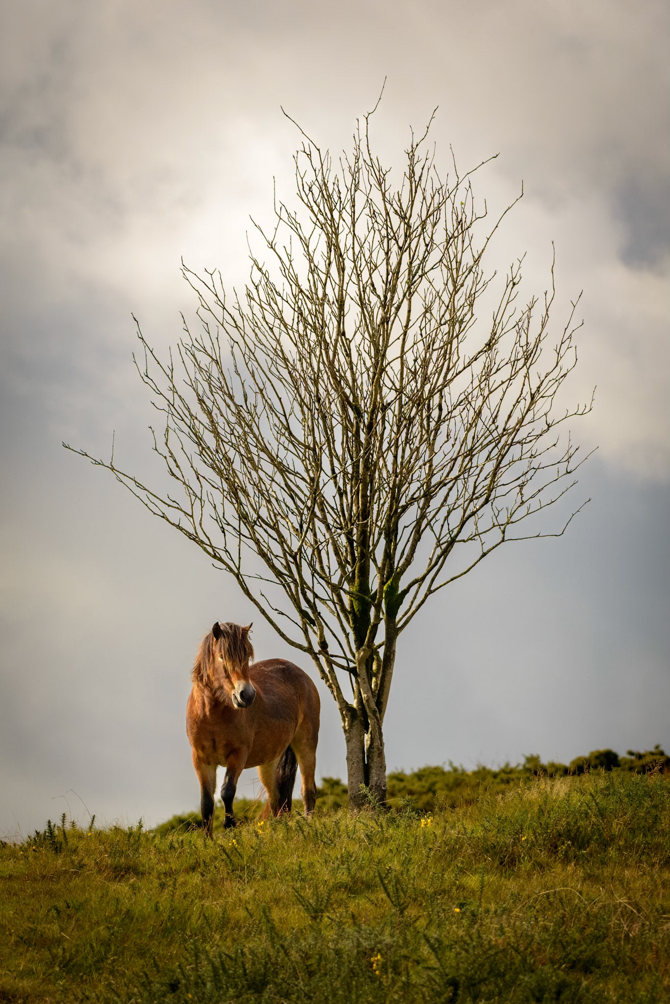 Lonely Exmoor pony