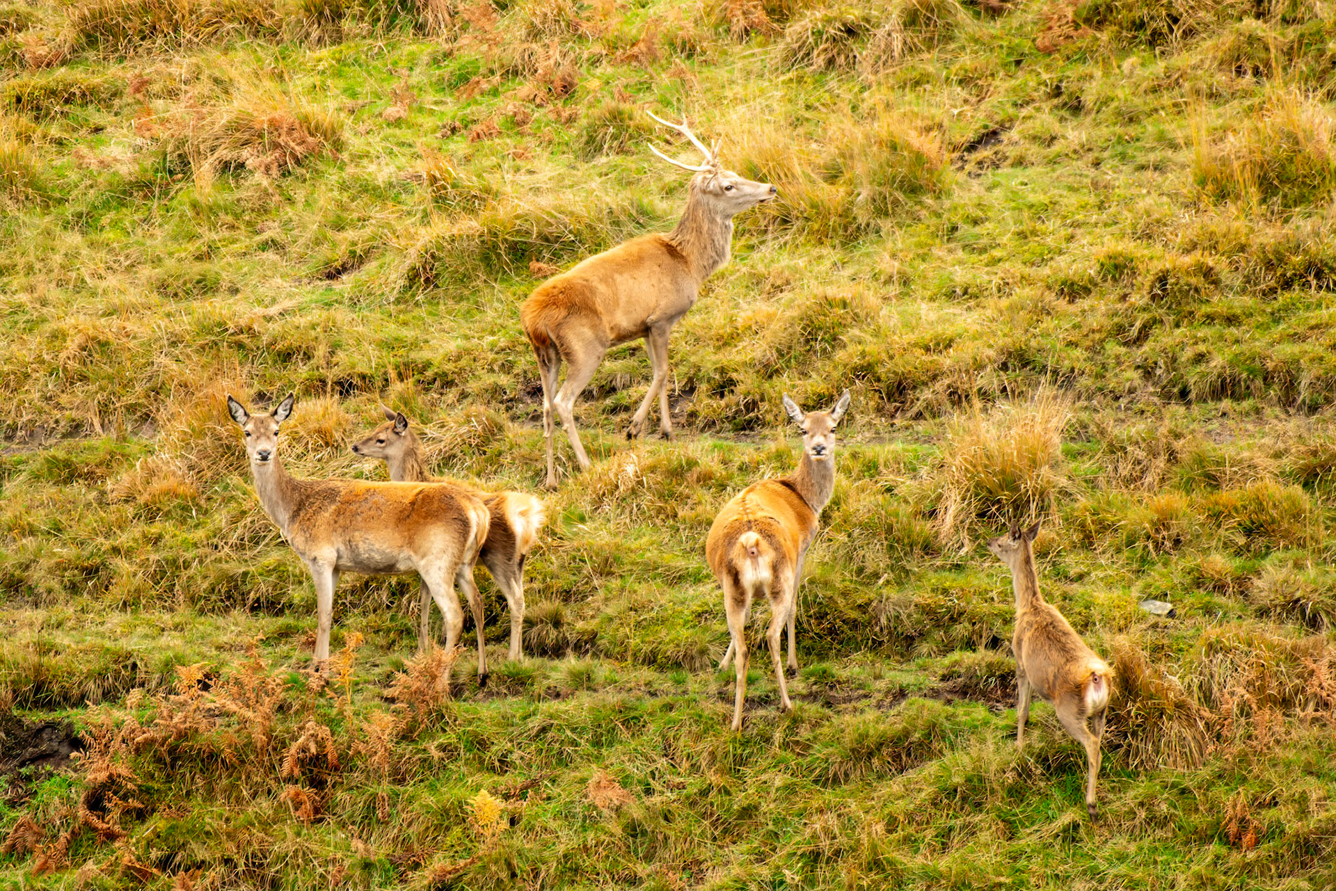 Deer in Holincote Estate