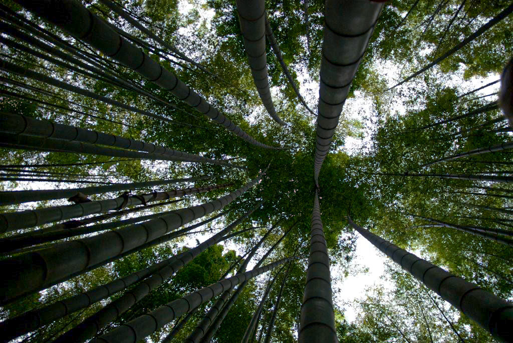 Towering Bamboo, Tokyo
