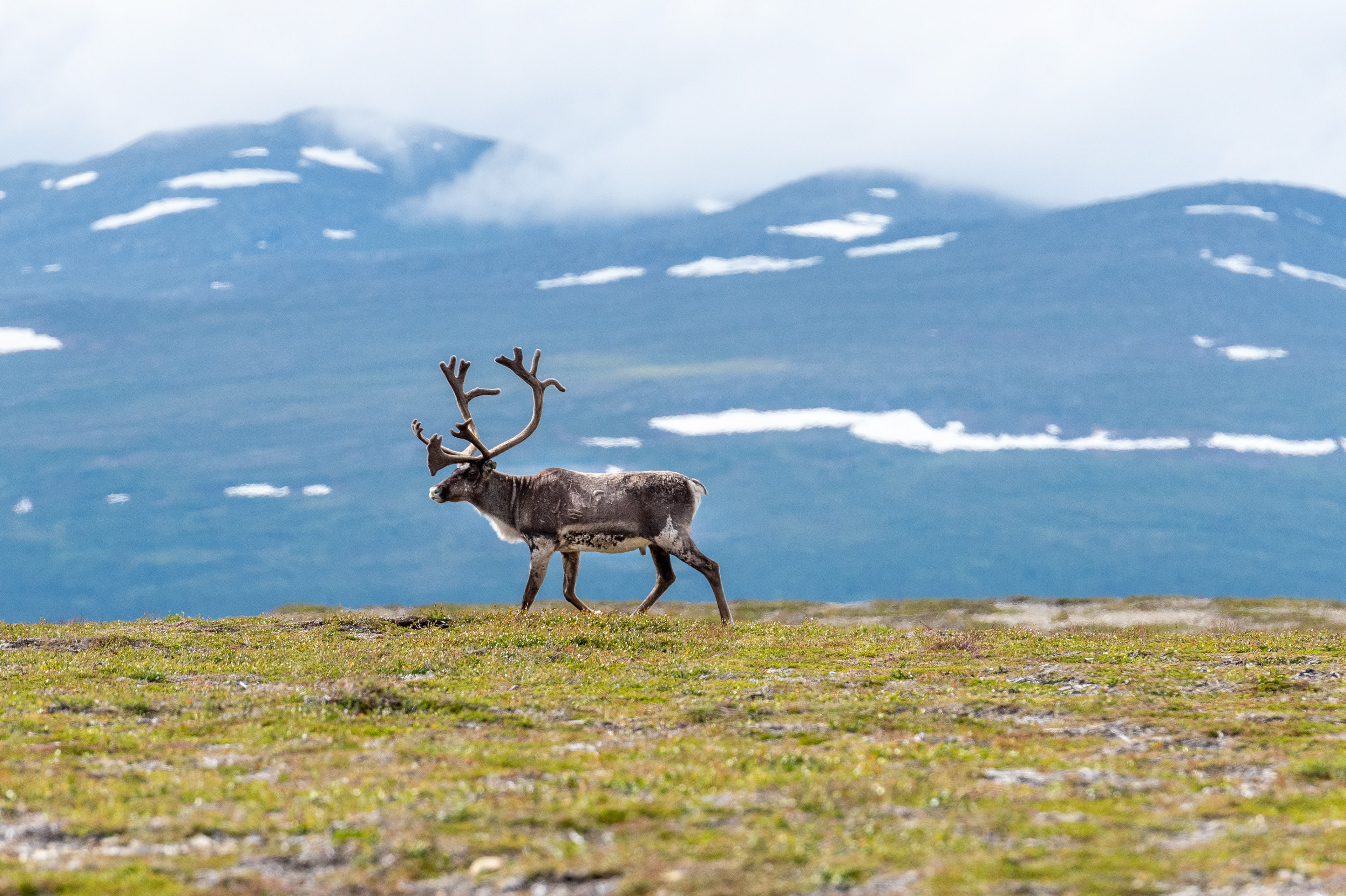 Reindeer near Pyramiderna