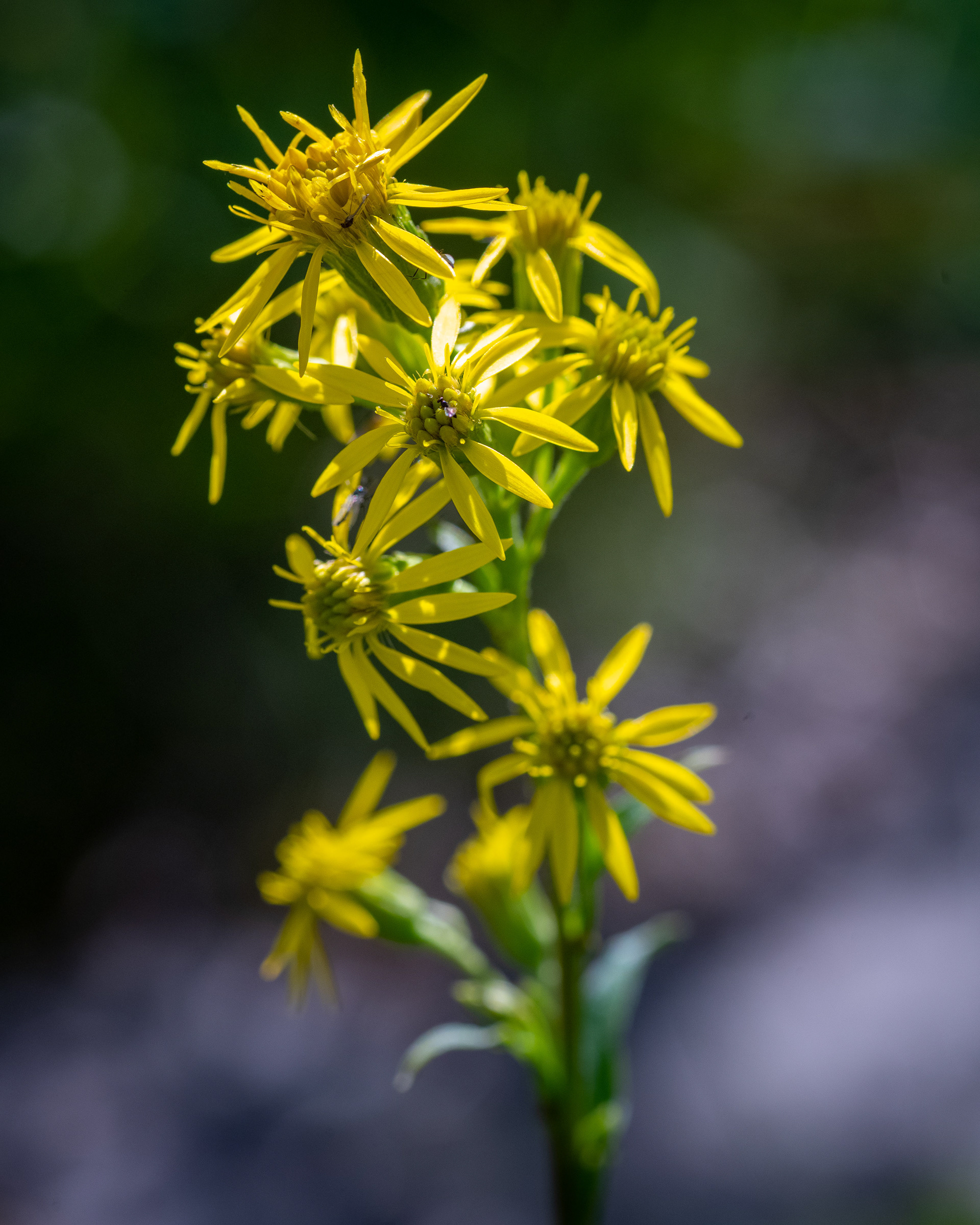 Senecio