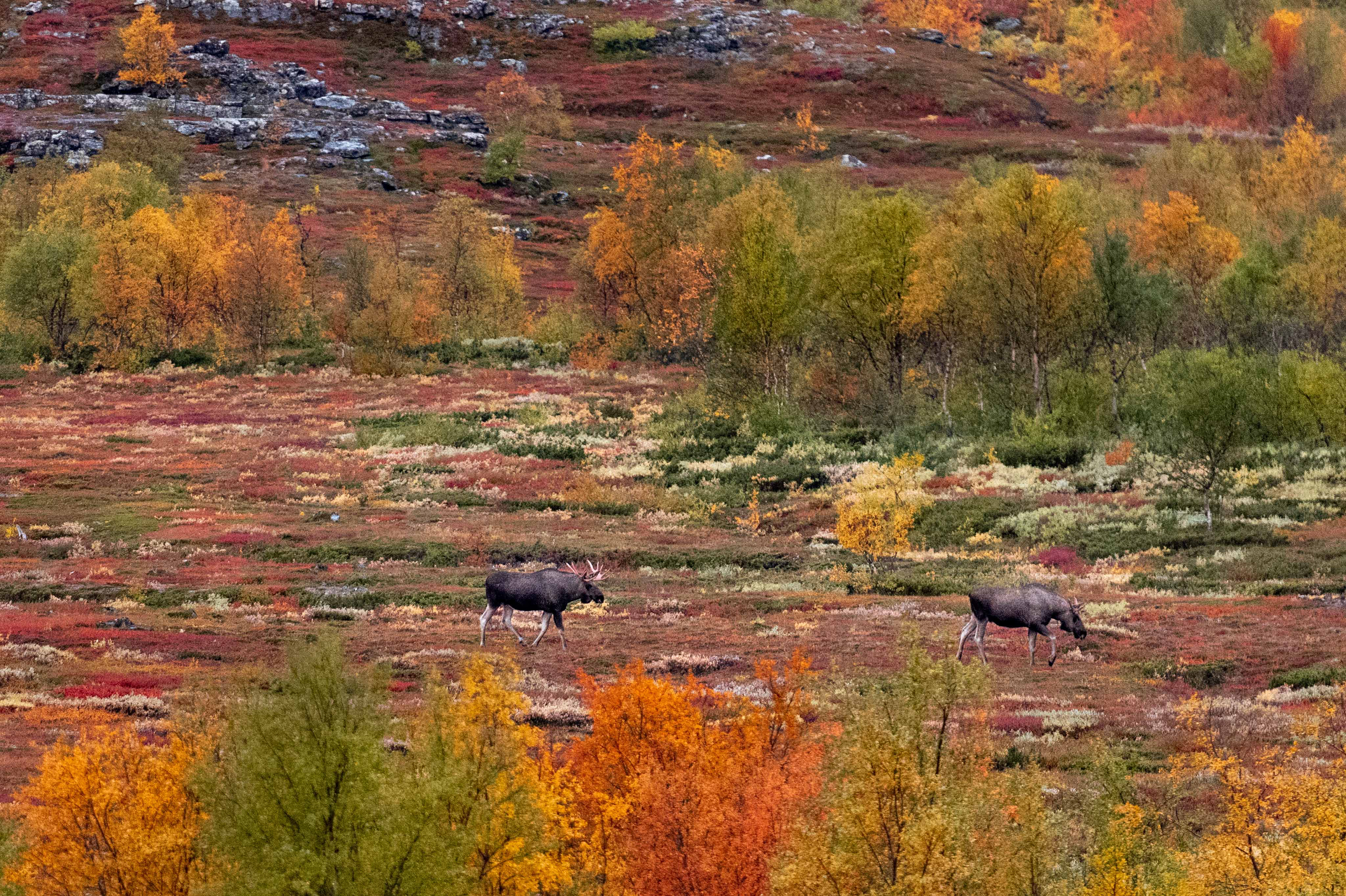 Moose in the Vistas valley