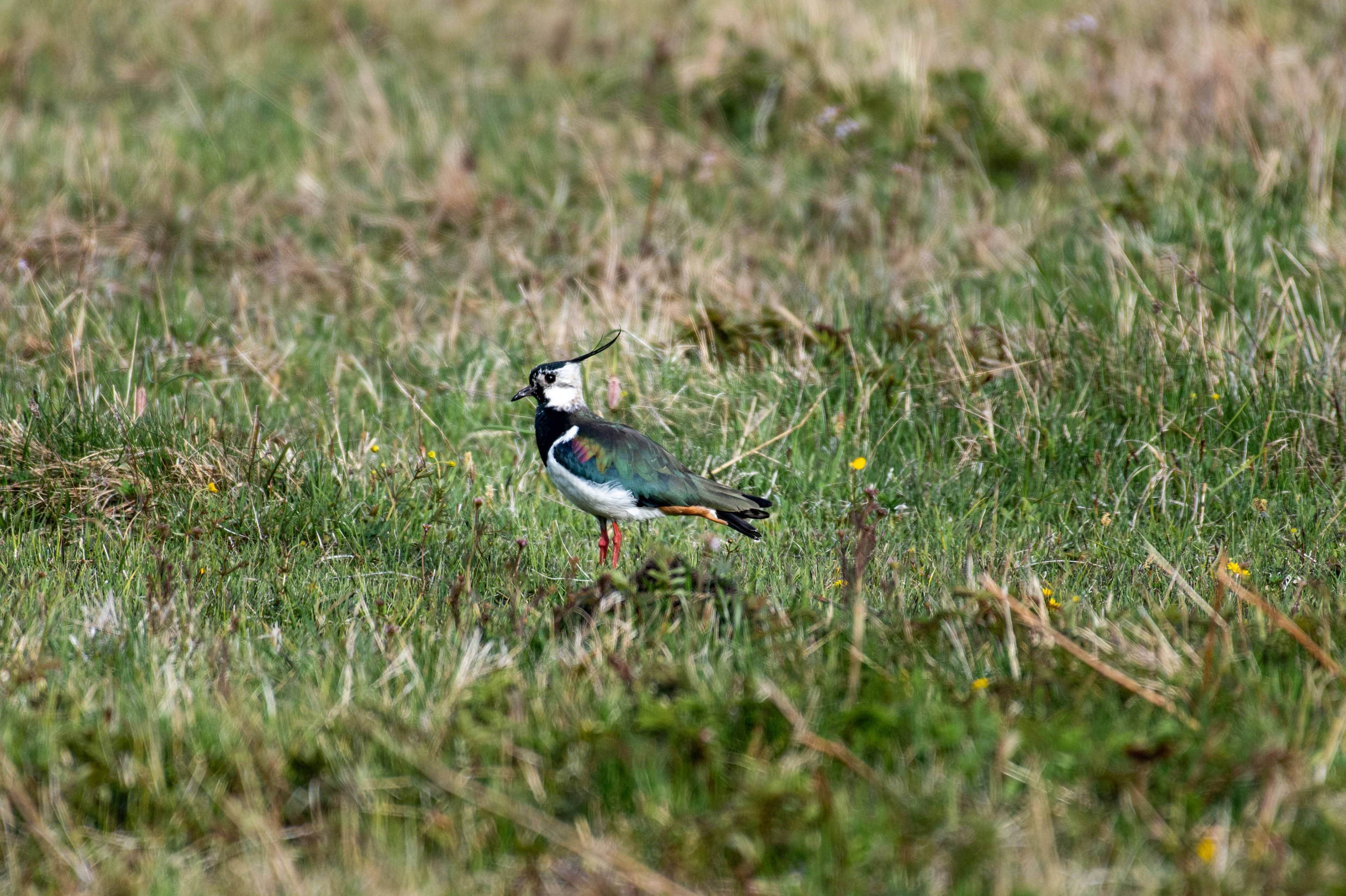 Tofsvipa (Vanellus vanellus)