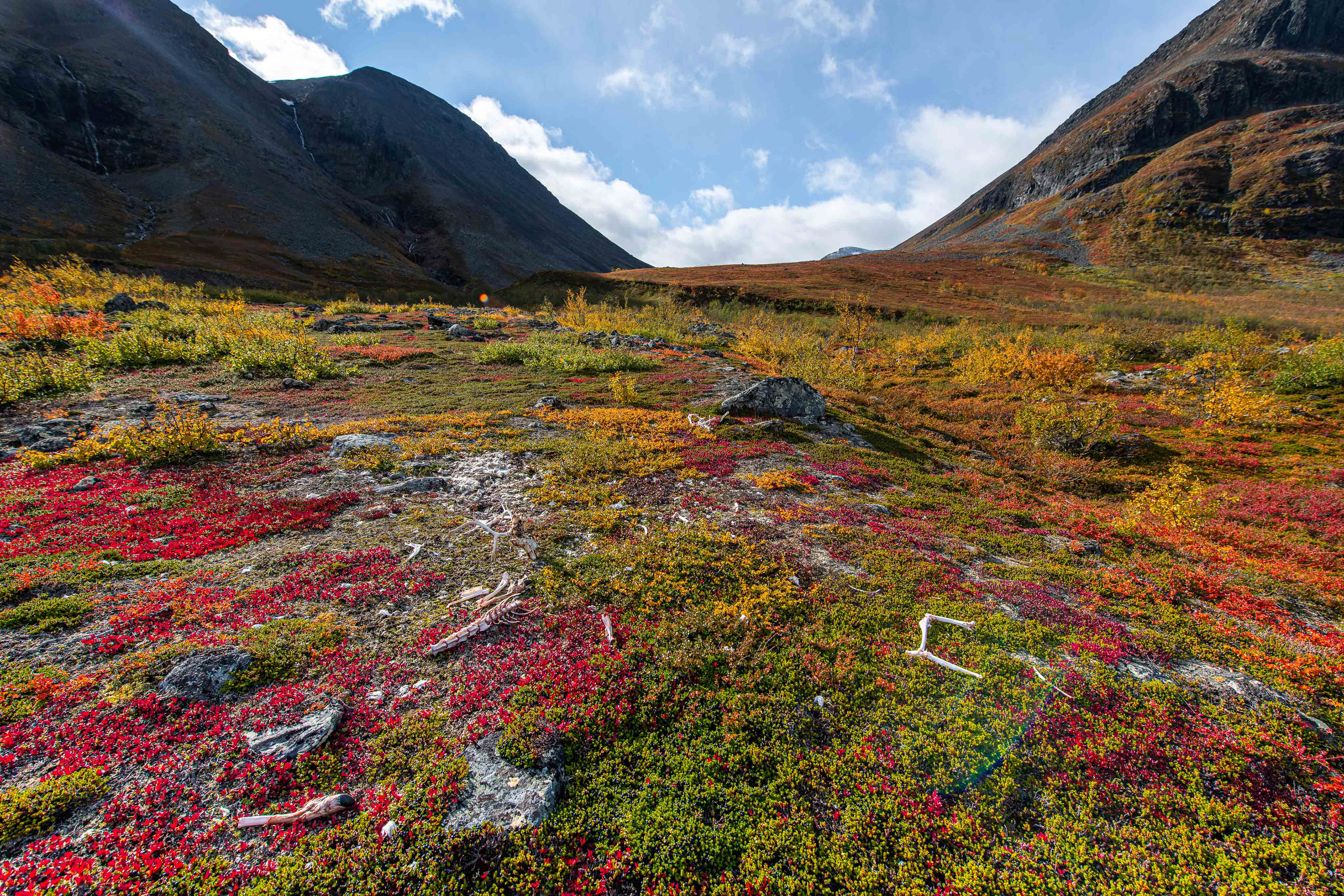 Remnants of reindeer on the way to Unna Raita