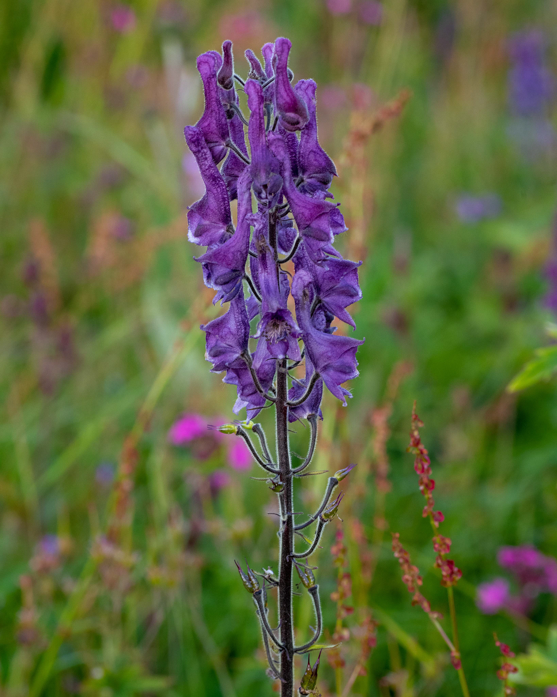 Nordisk Stormhatt (Aconitum lycoctonum)