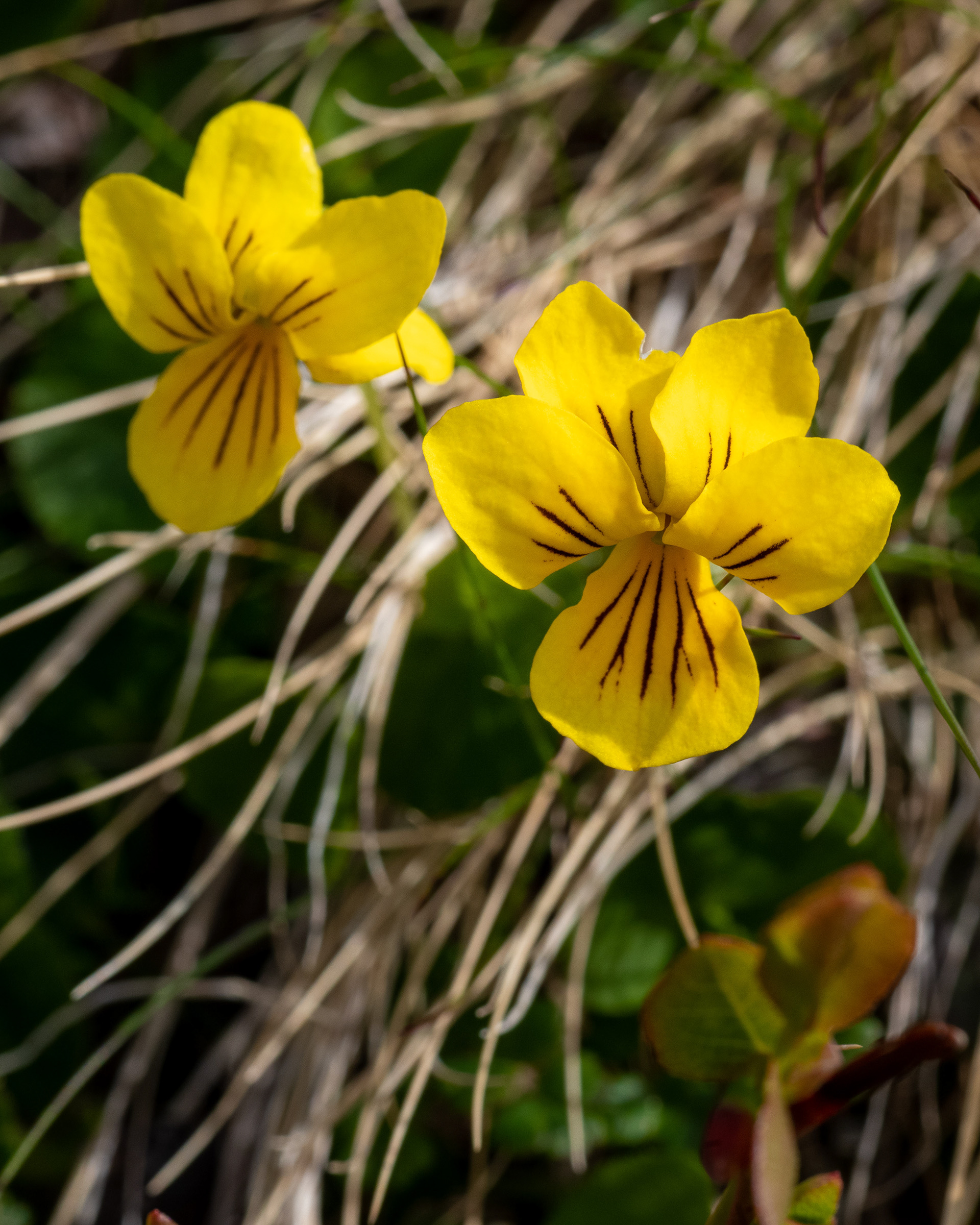 Fjällviol (Viola biflora)