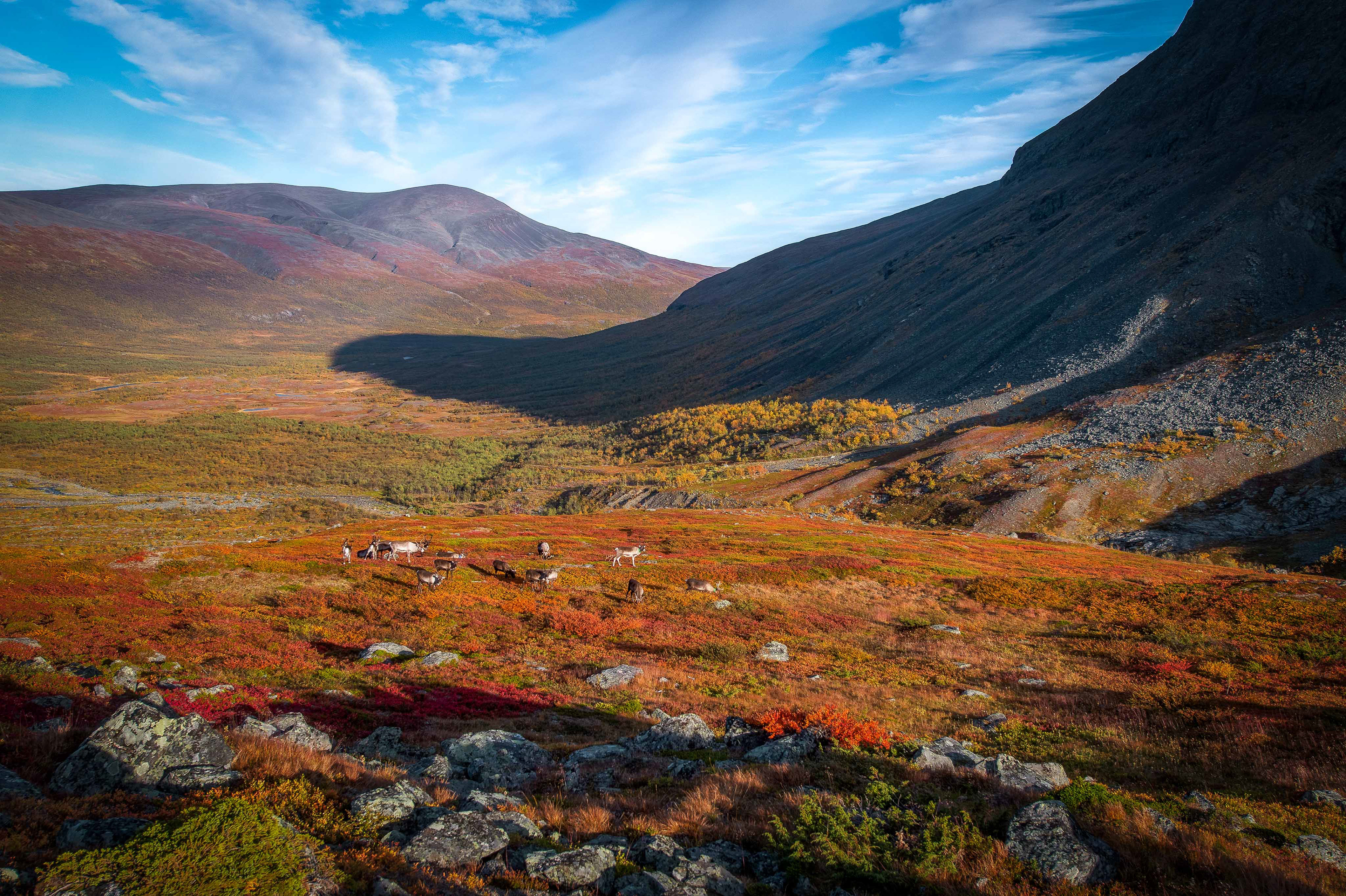 Reindeer in Unna Raitavagge