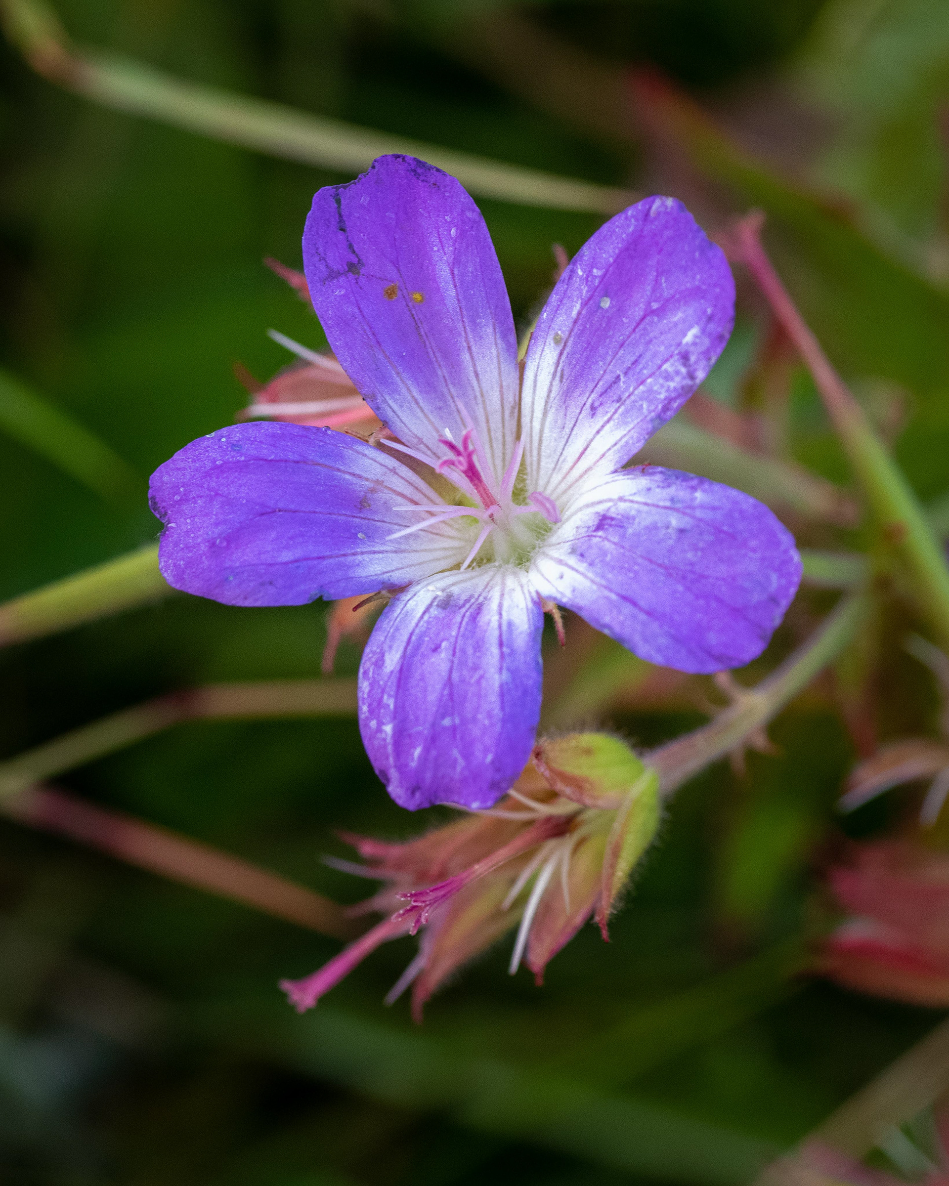 Geranium x