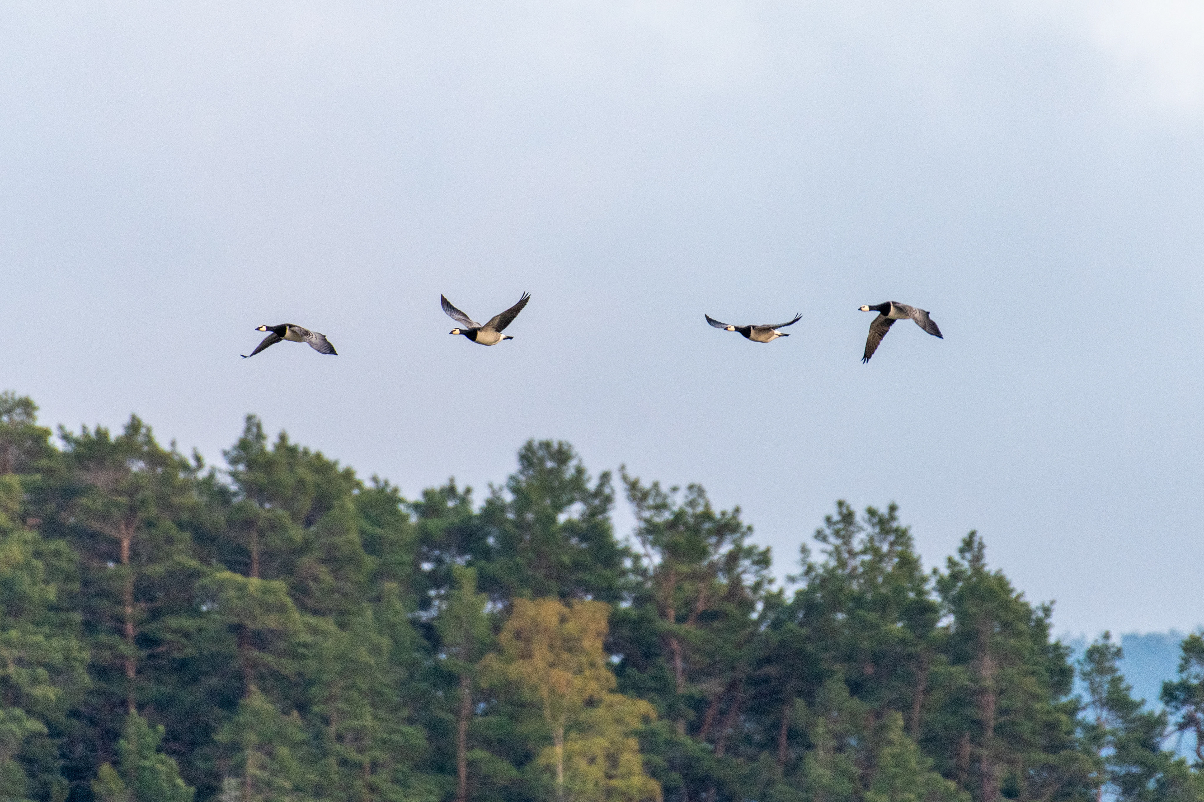 Kanadagås (Branta canadensis)